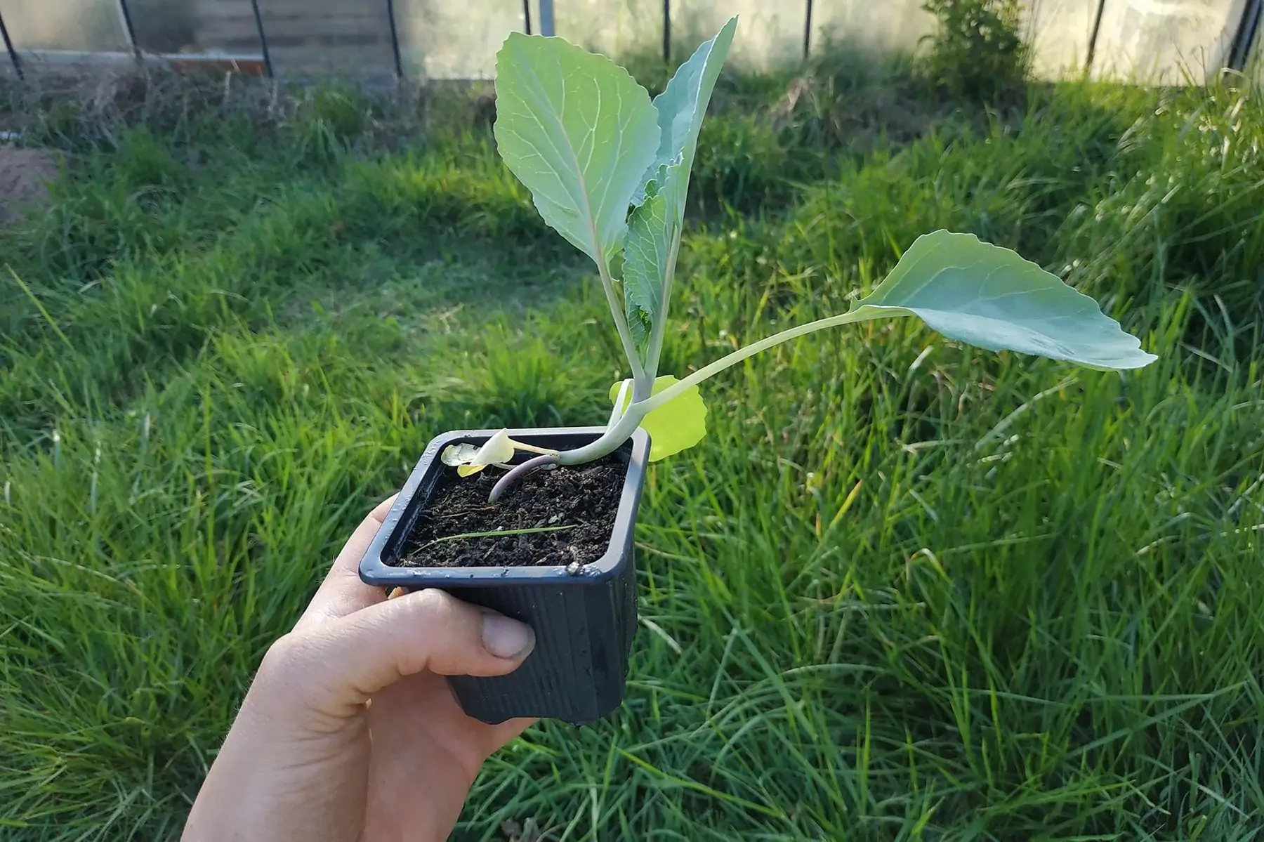 plant chou cabus pointus