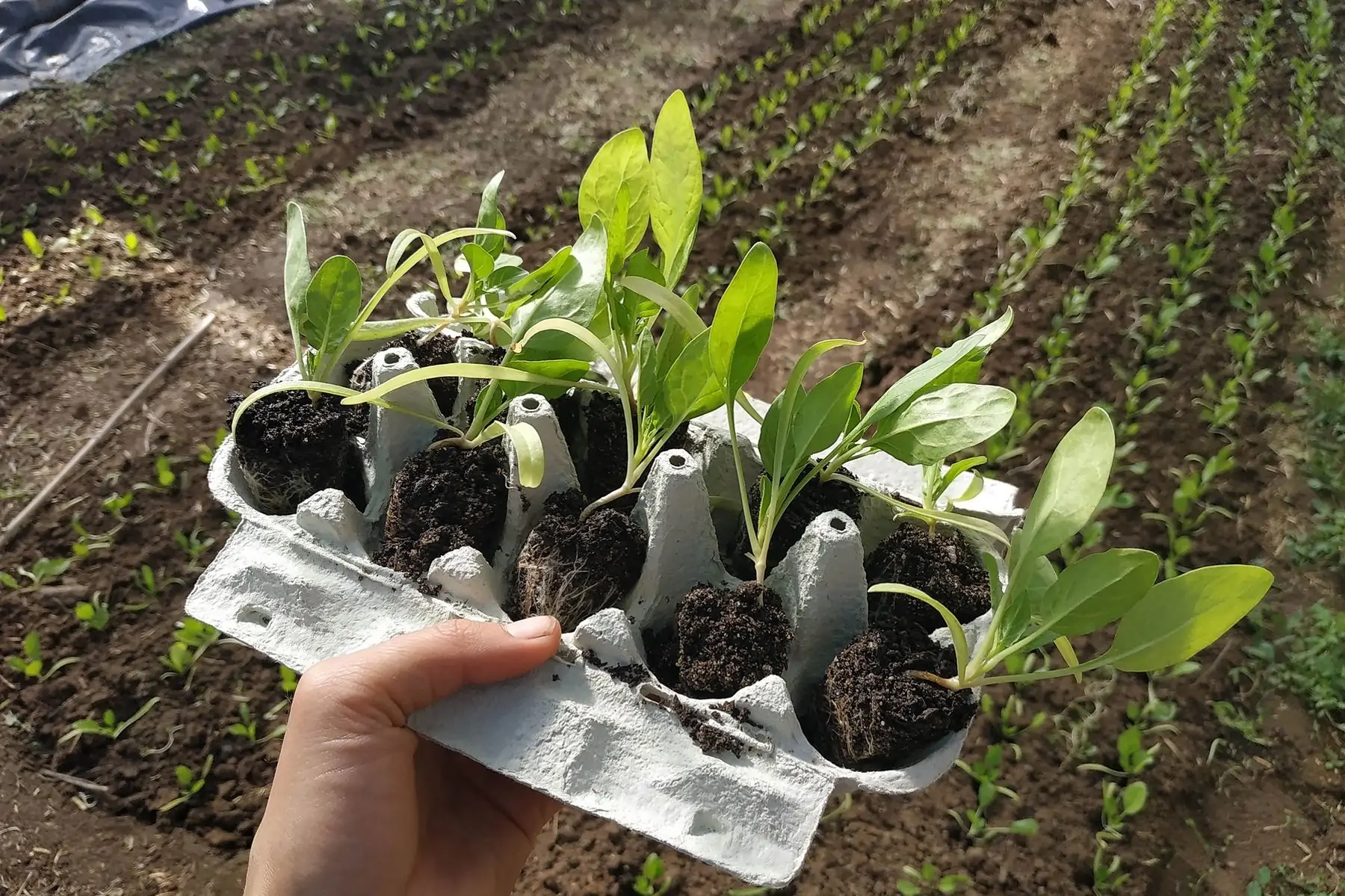 plants épinards x10