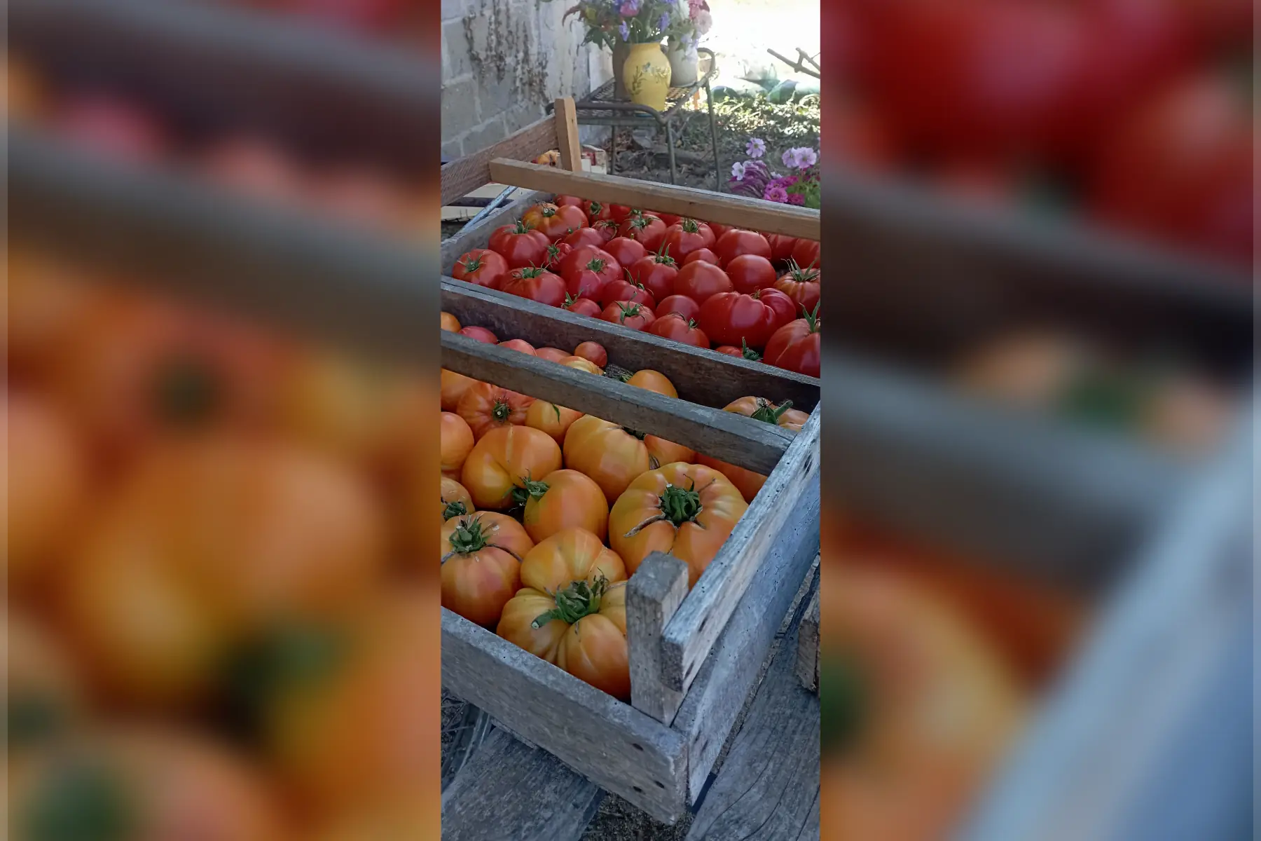 tomate 4kg