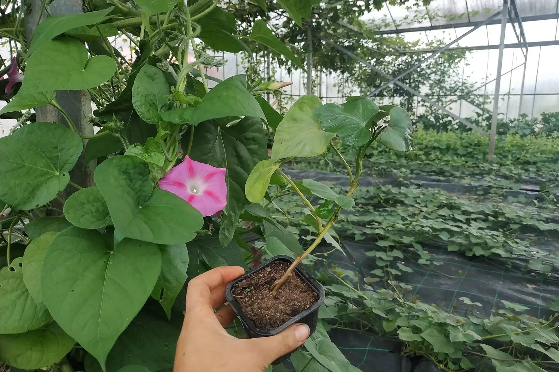 plant de patate douce