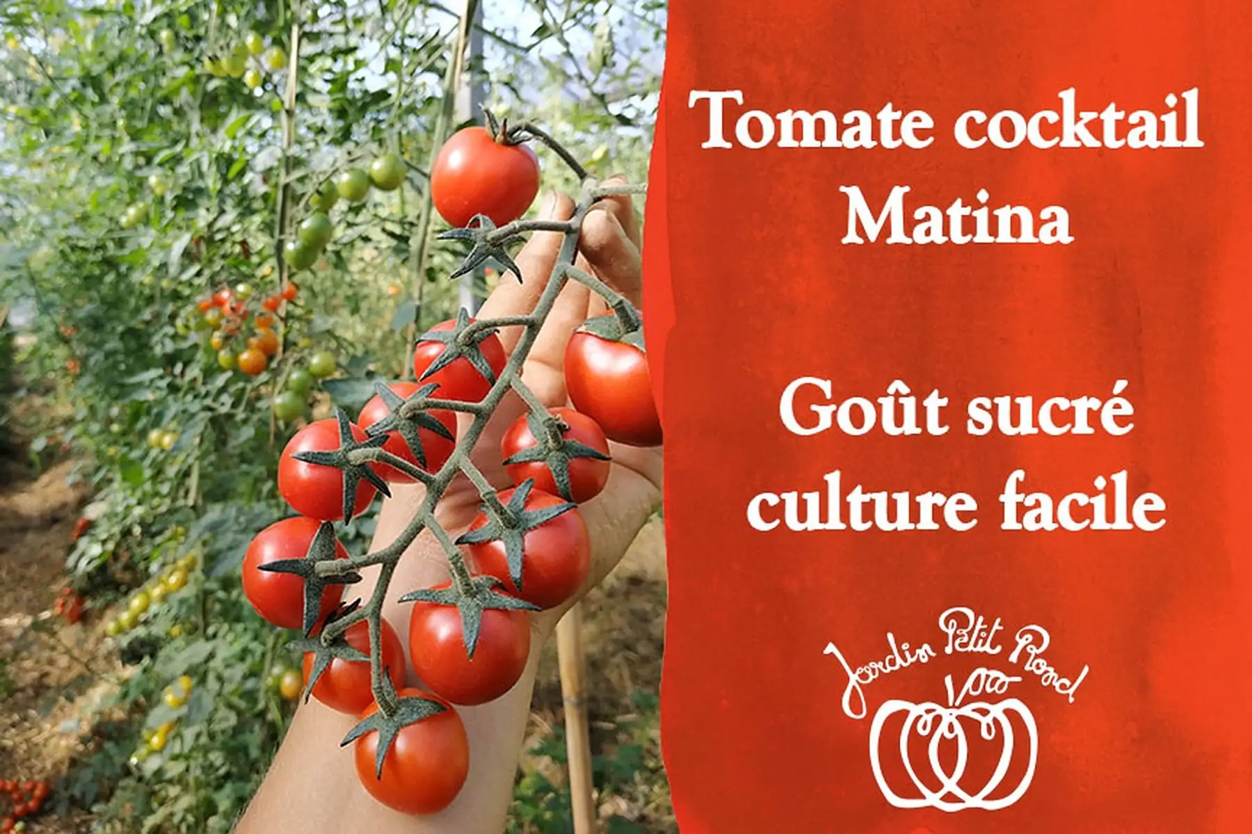 plant de tomate matina