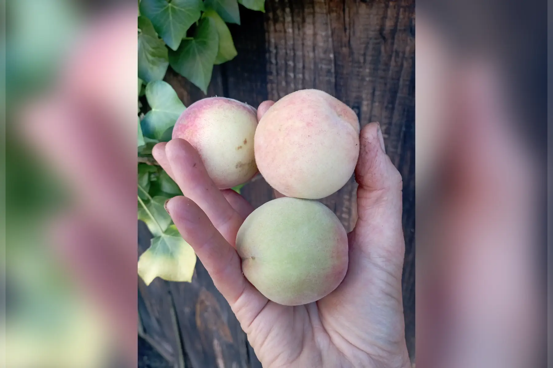 Pêches blanches 🍑