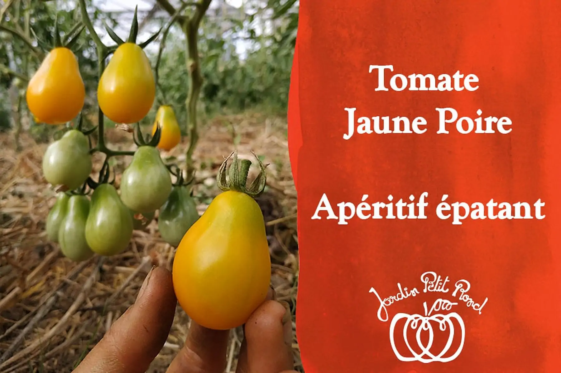 plant de tomate cerise jaune poire