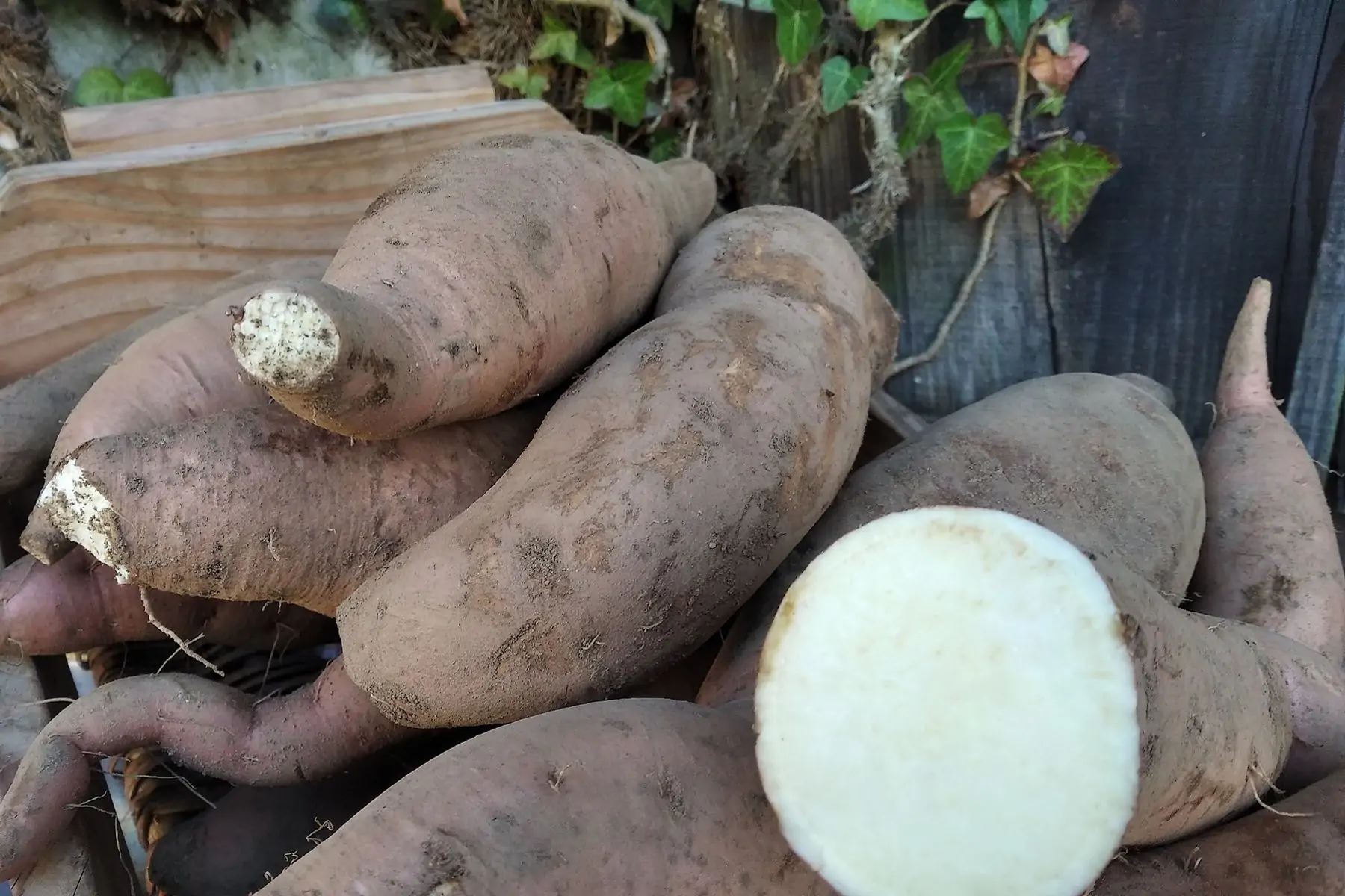 patate douce à chair blanche