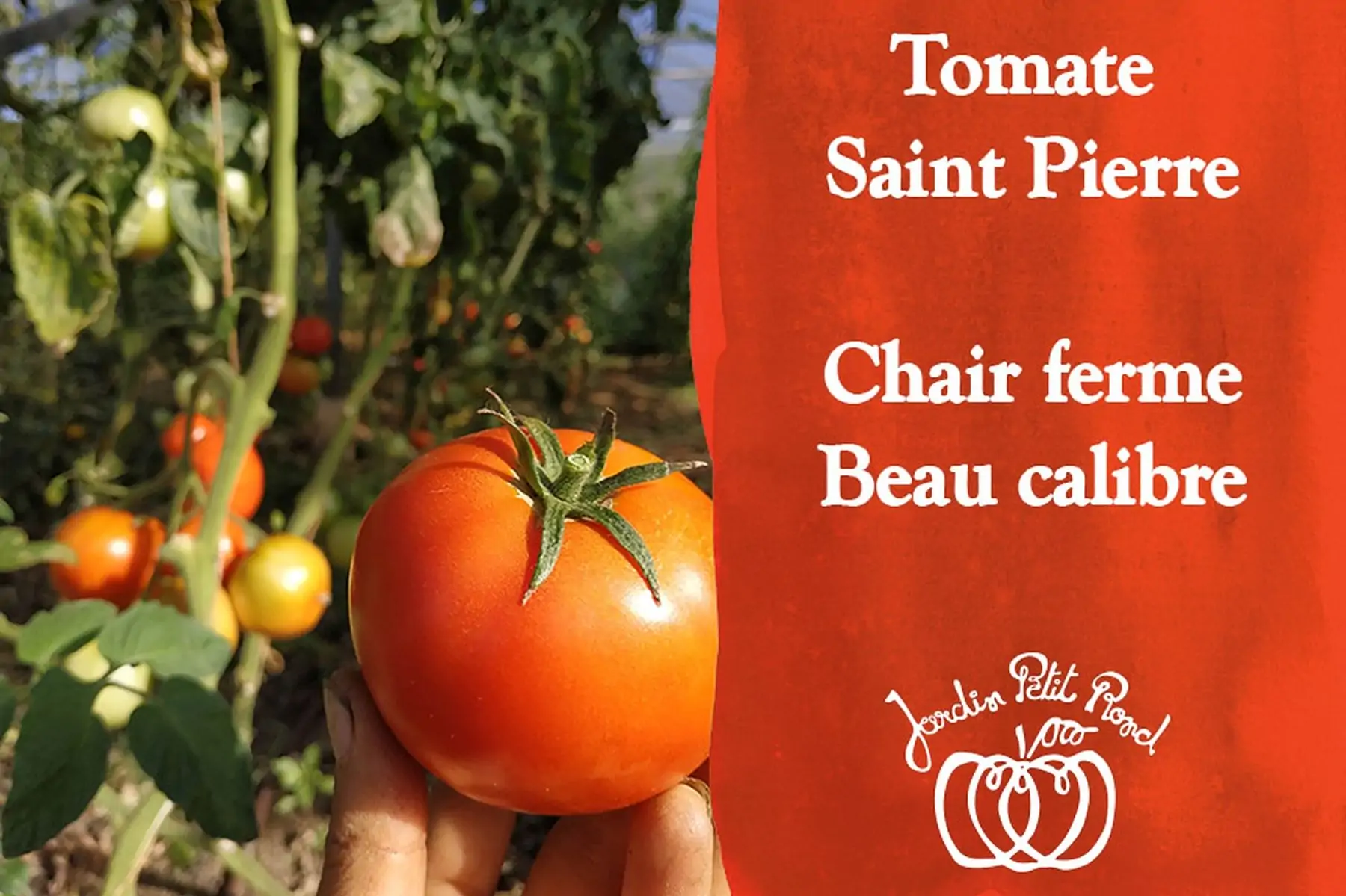 plant de tomate st pierre
