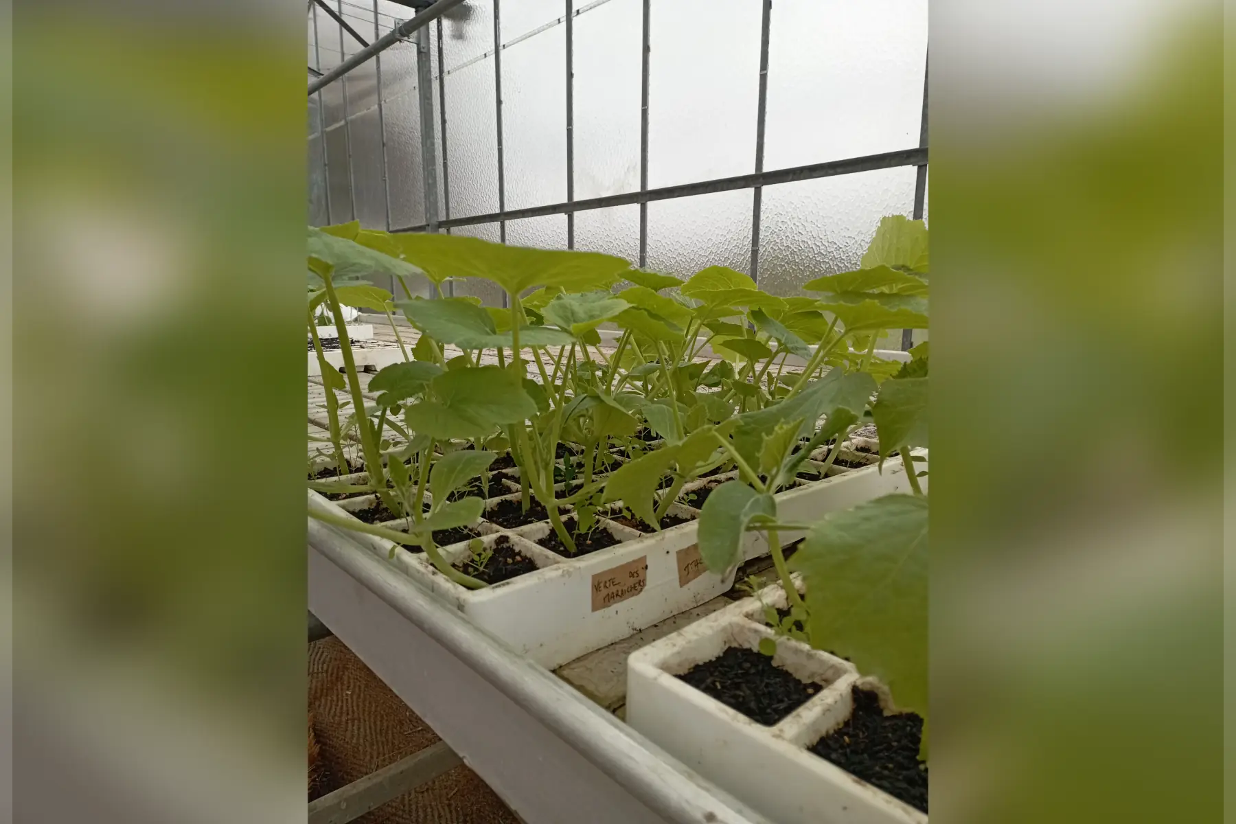 plant de courgette verte