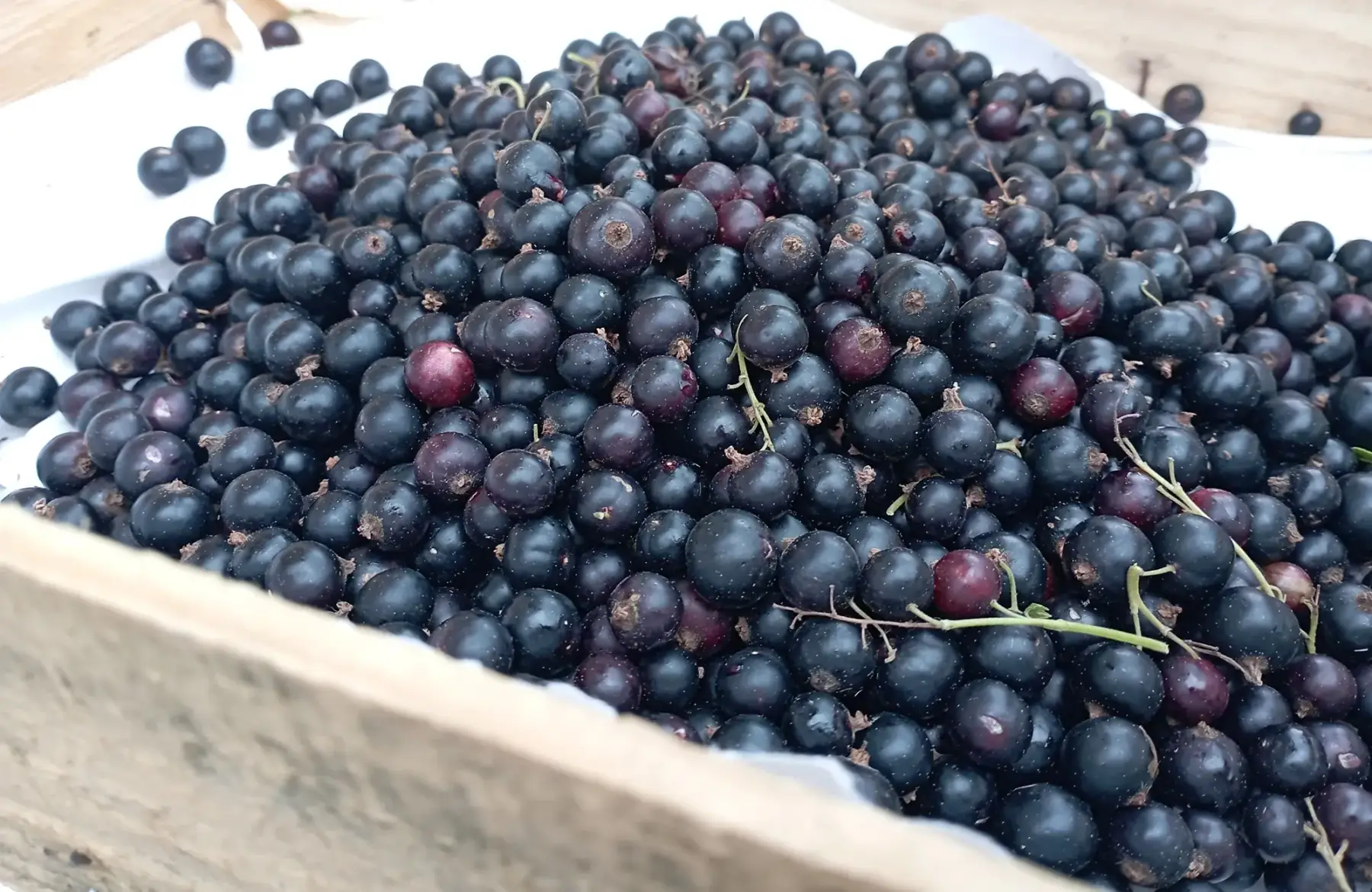 cassis 1 kg