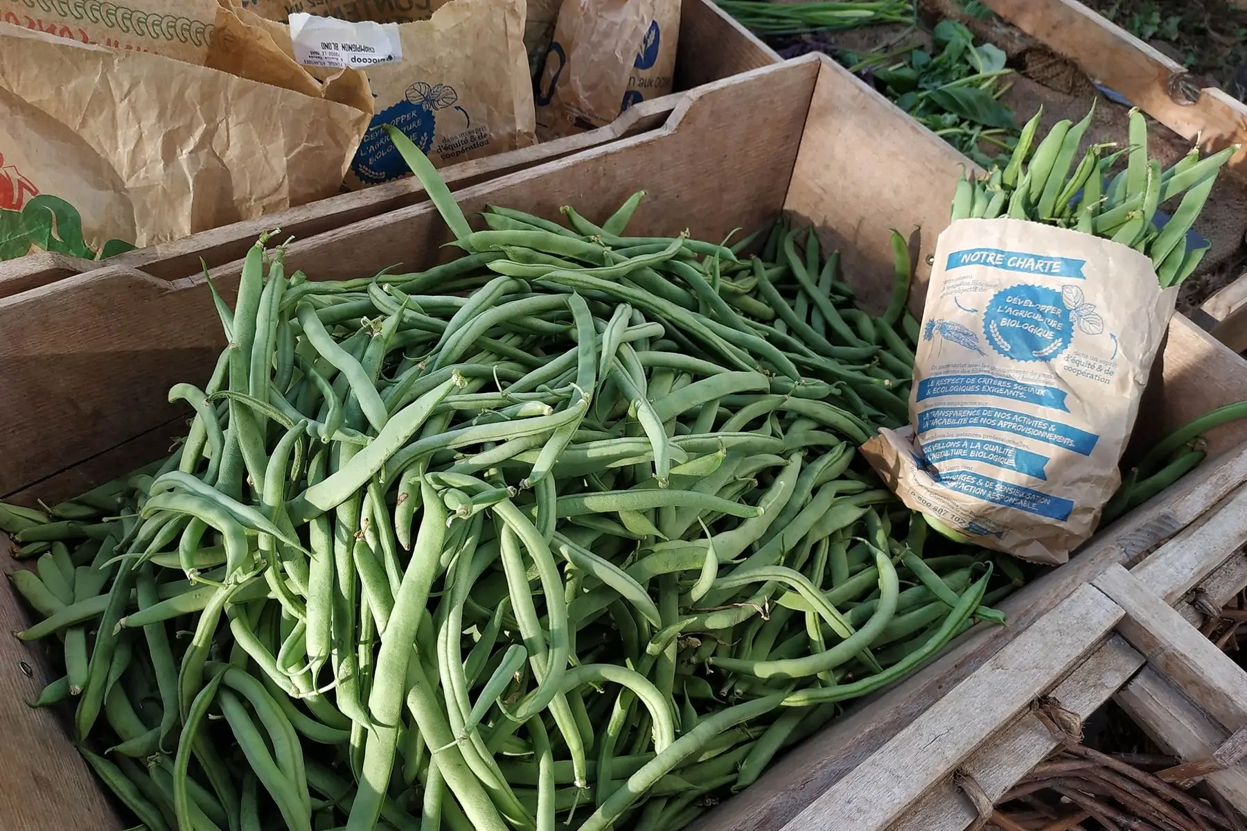 haricots verts