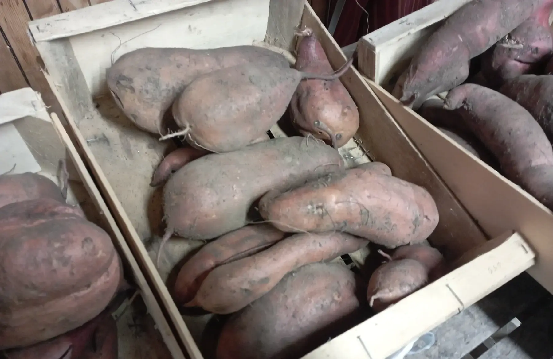 Patates douces par 5 kg