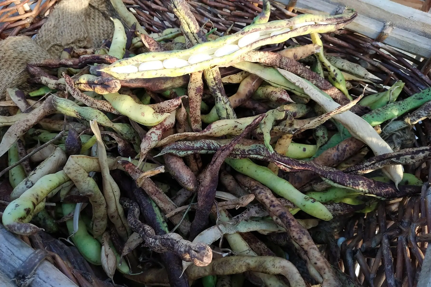 haricots grain blanc