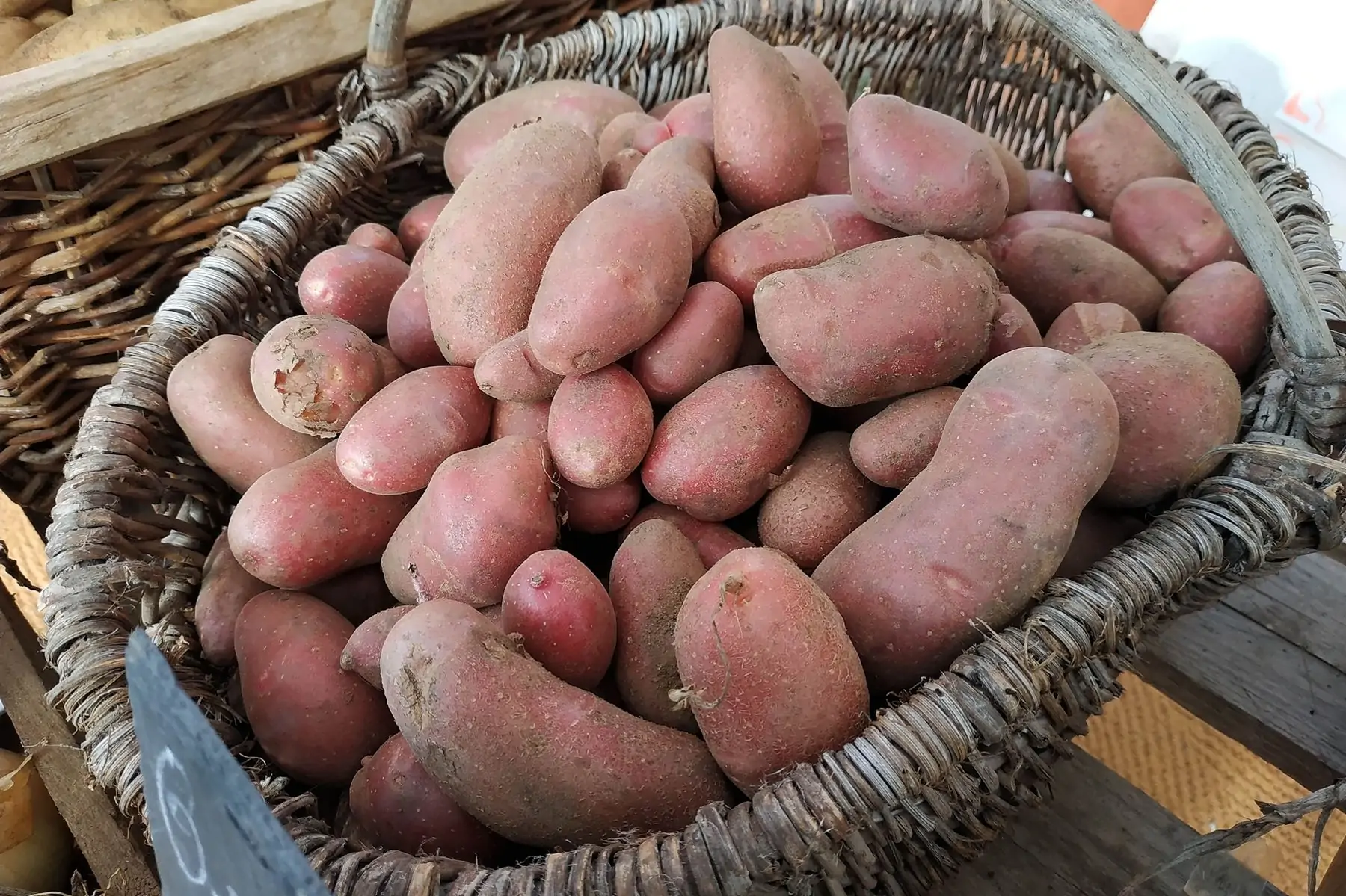 pommes de terre rouge