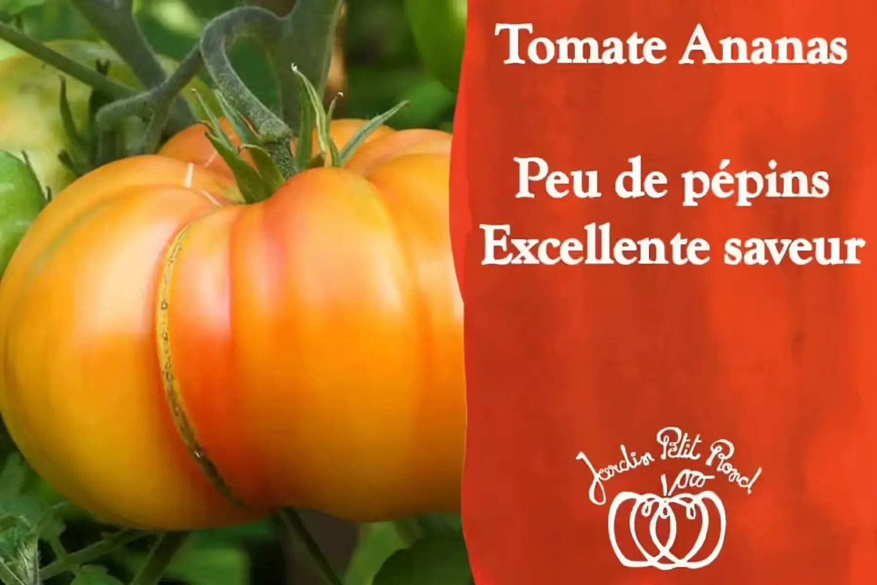 plant de tomate ananas