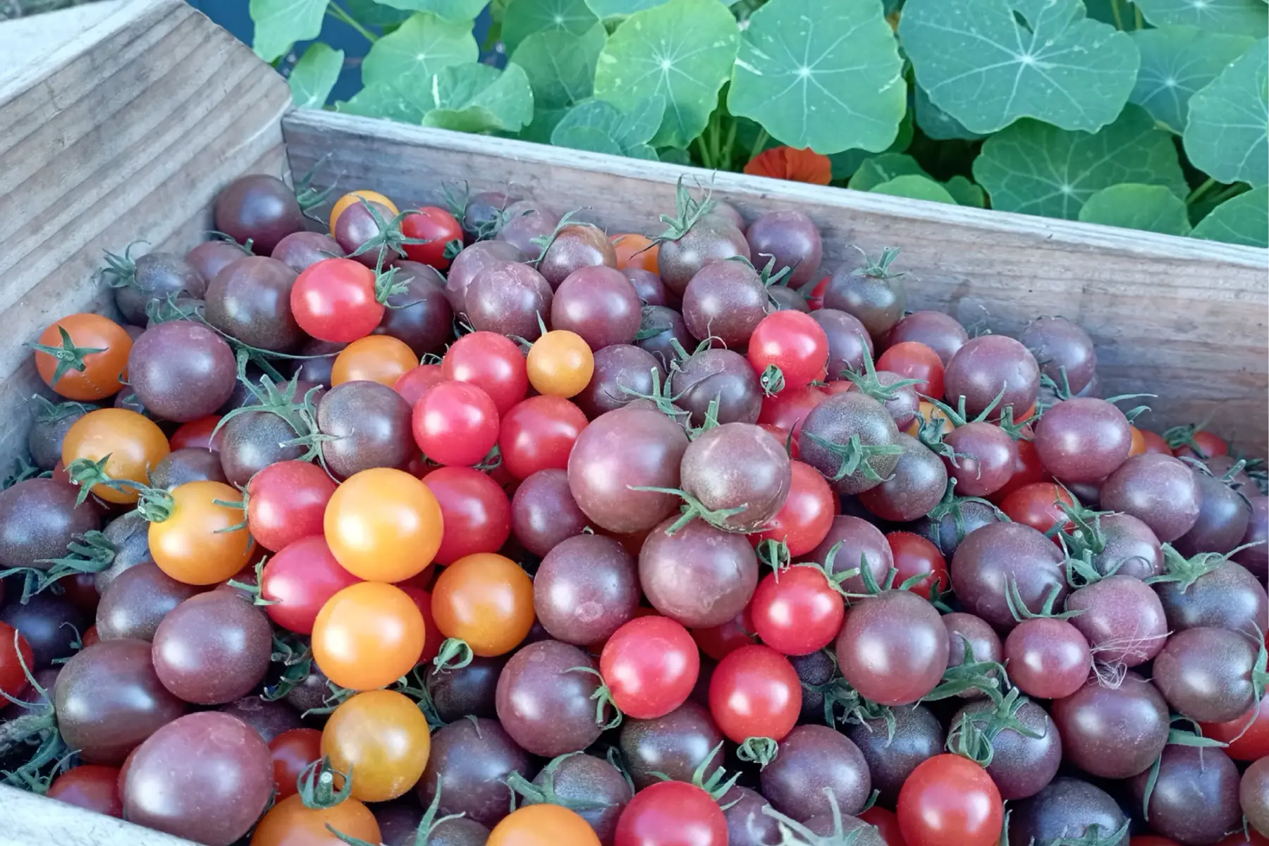 tomates cerises en vrac