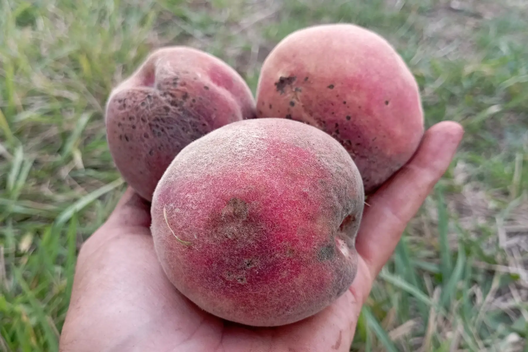 pêche de vigne rouge