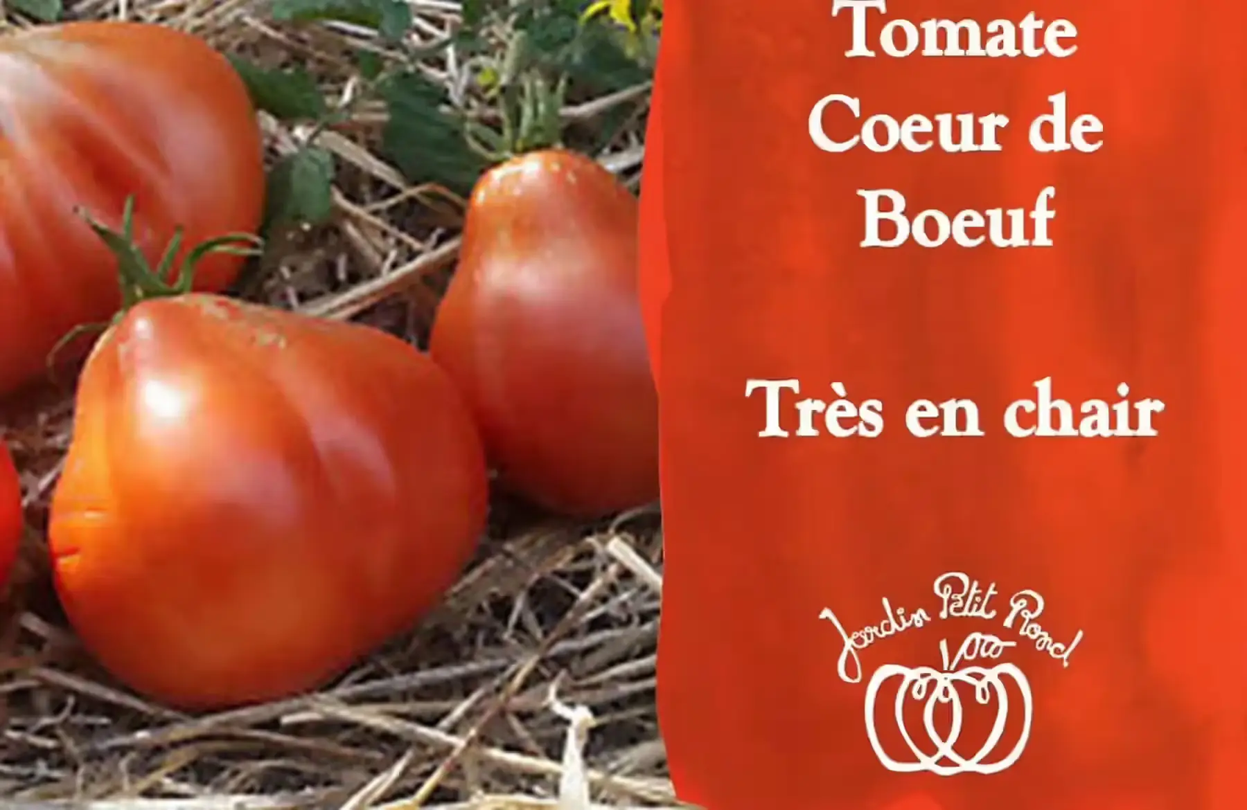 plant tomate coeur de boeuf