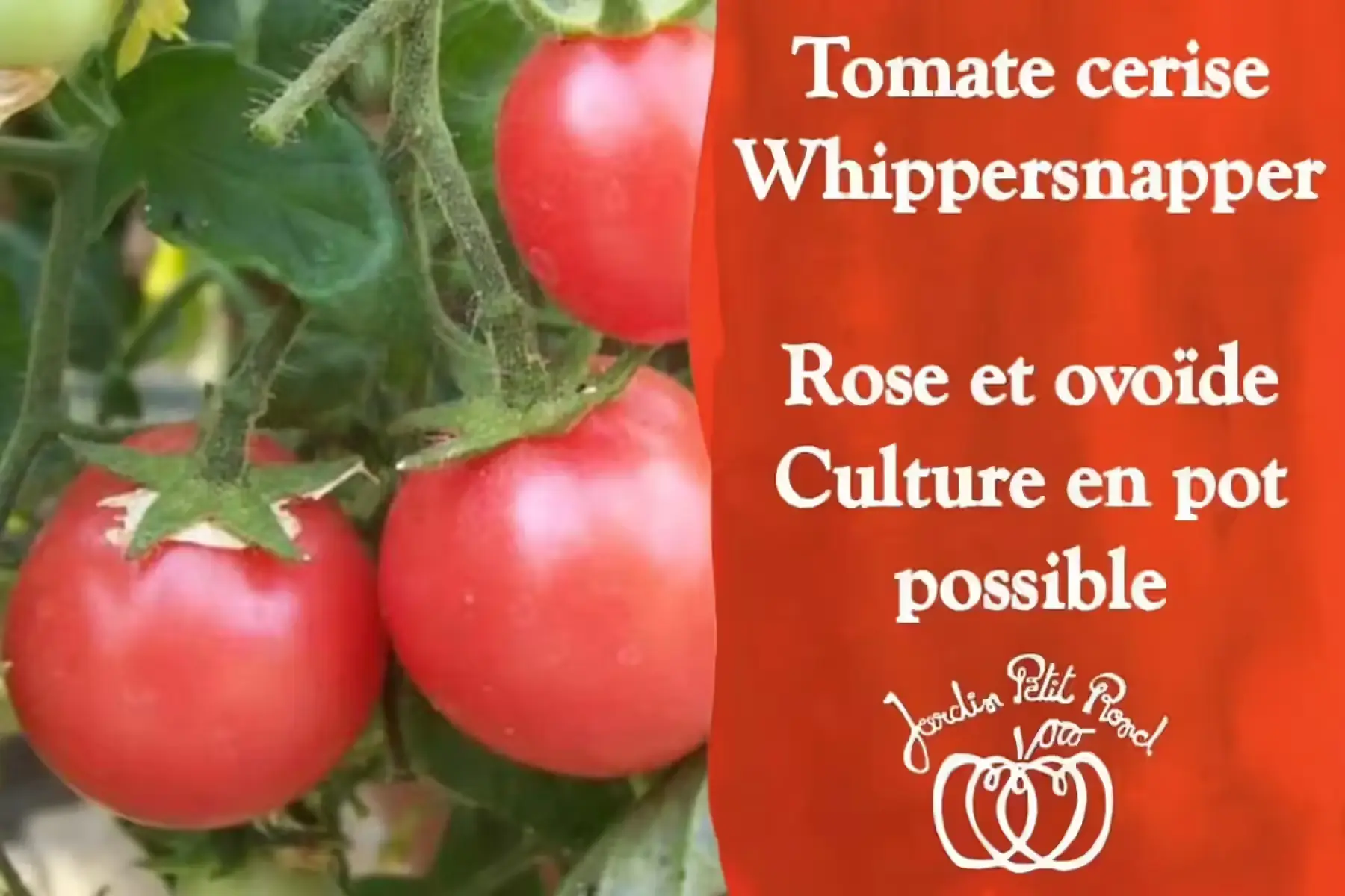 plant tomate cerise rose