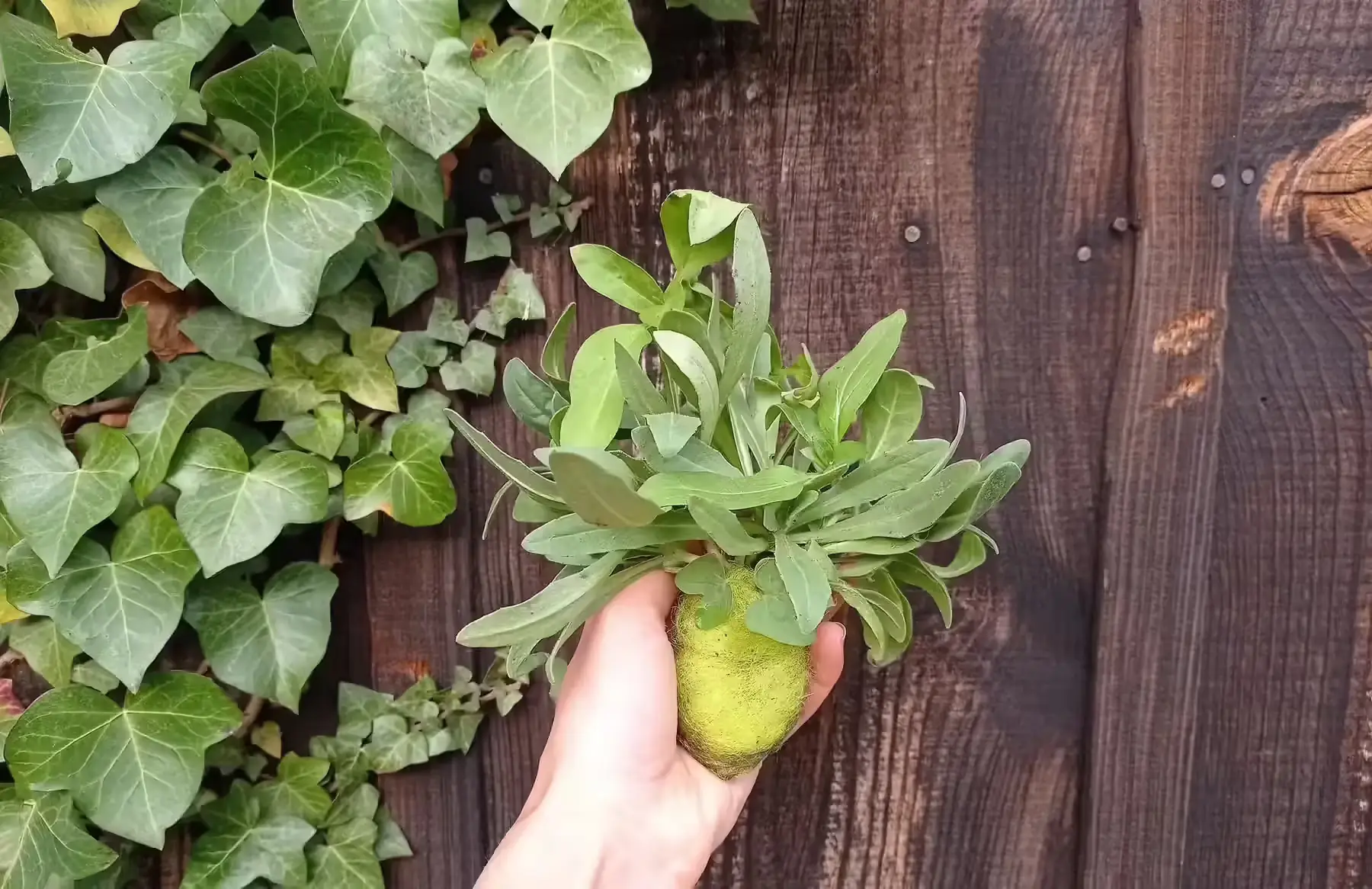 bouquet de fleurs en racines nues