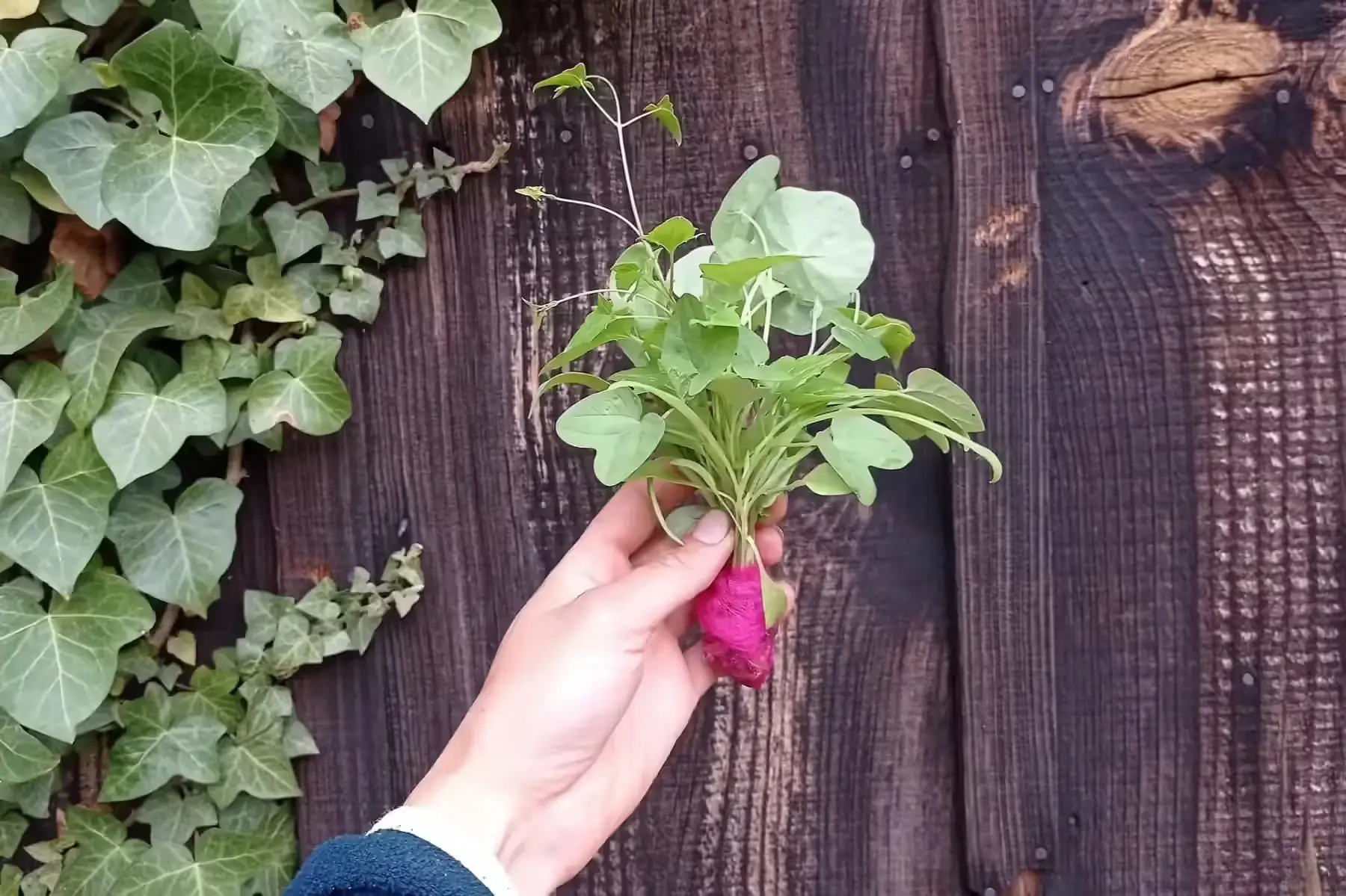 bouquet de fleurs en racines nues