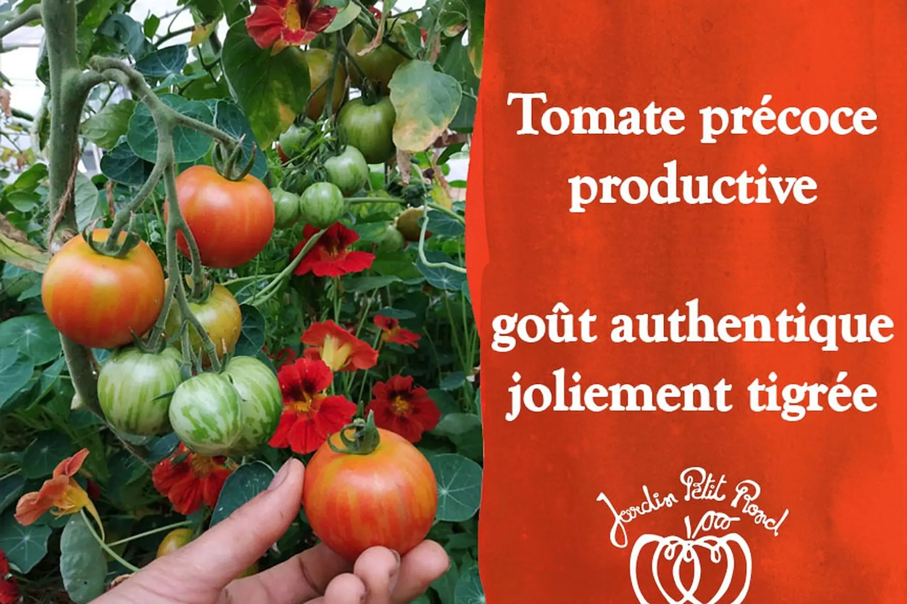 plant de tomate tigerella