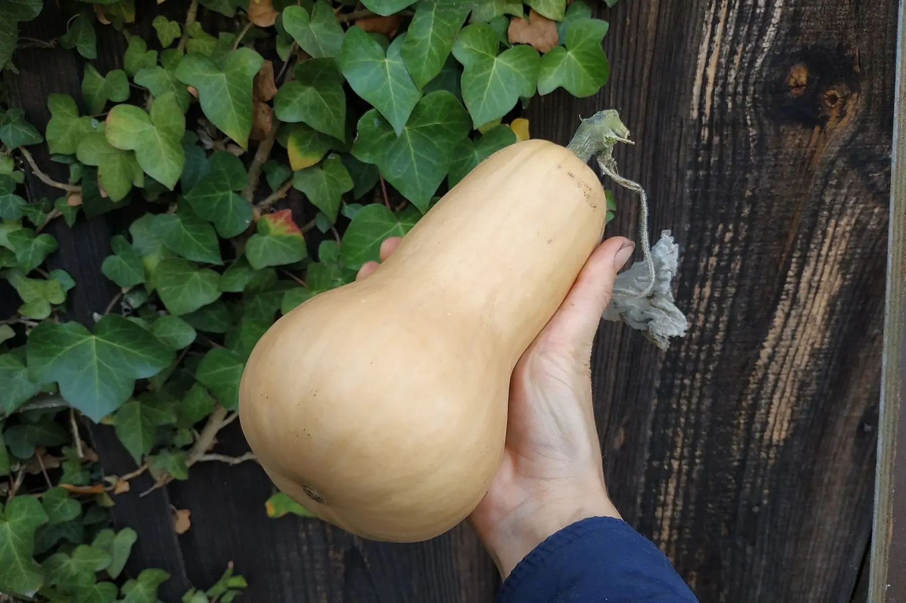 courge butternut