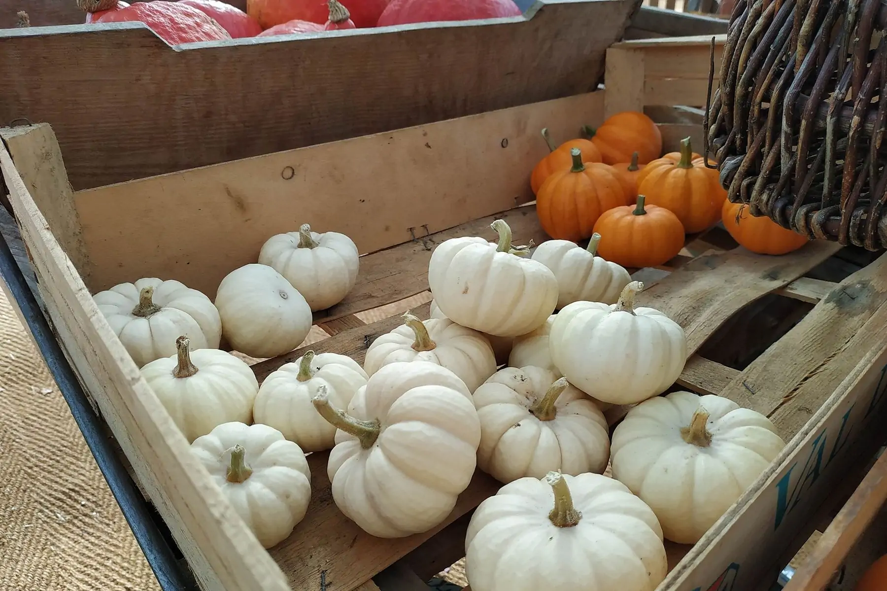 courge jack be little white