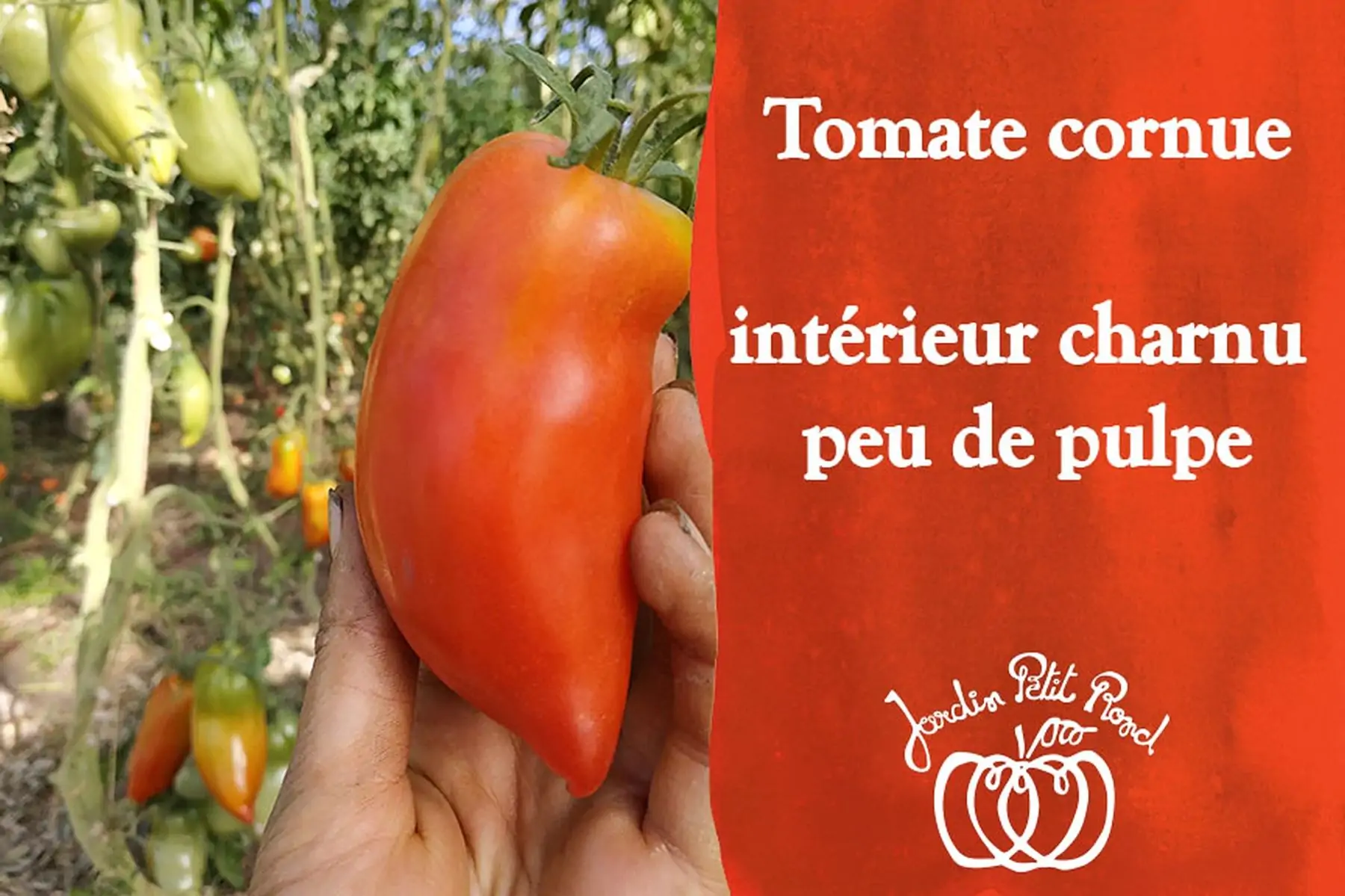 plant de tomate cornue