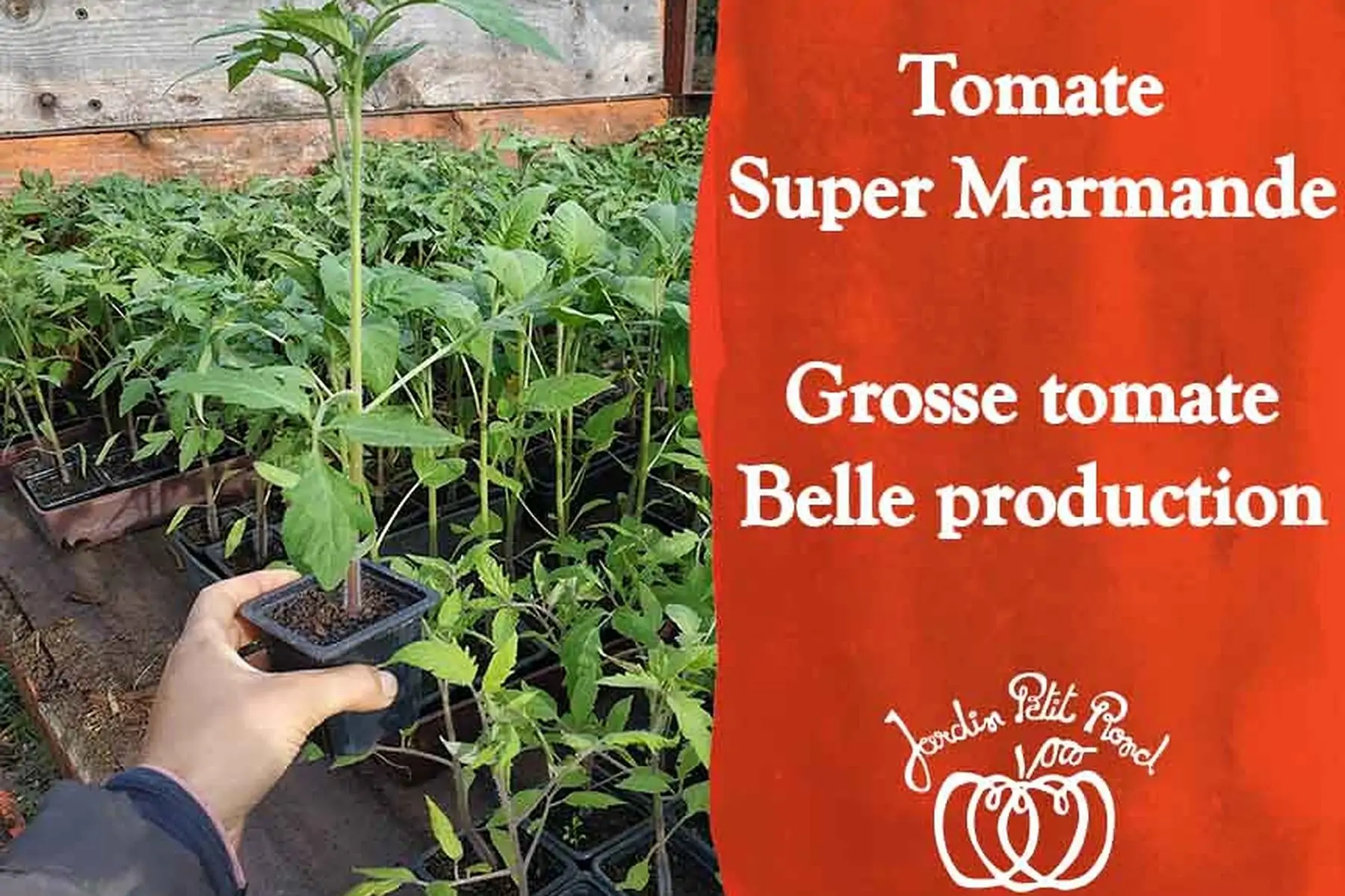 plant de tomate super marmande