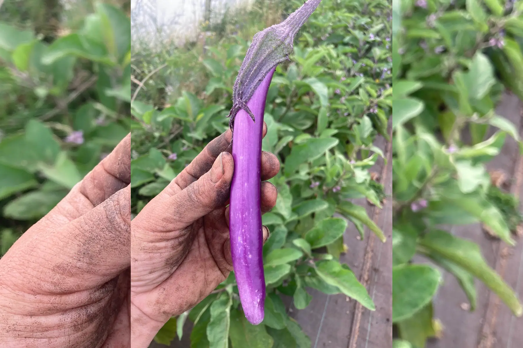 Aubergine japonaise