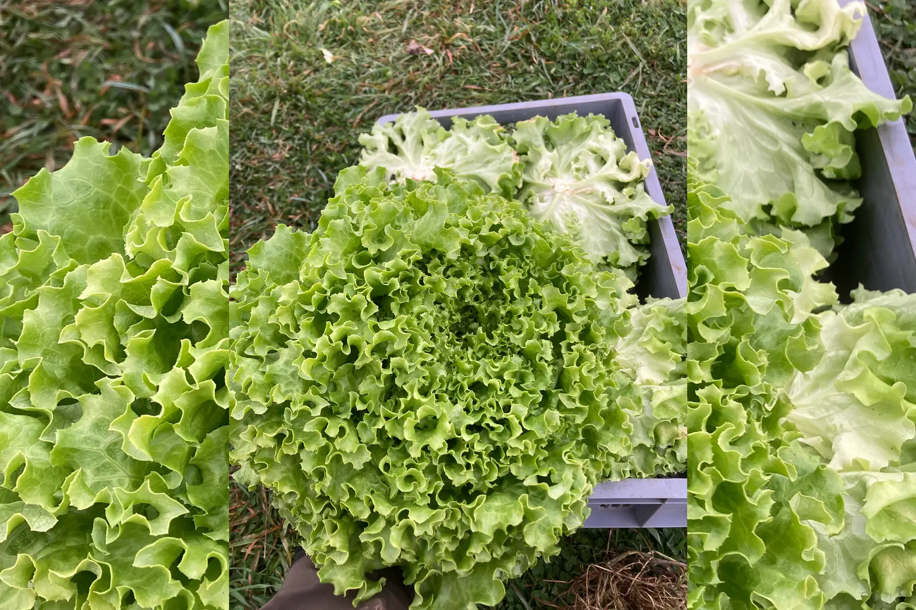Salade batavia verte