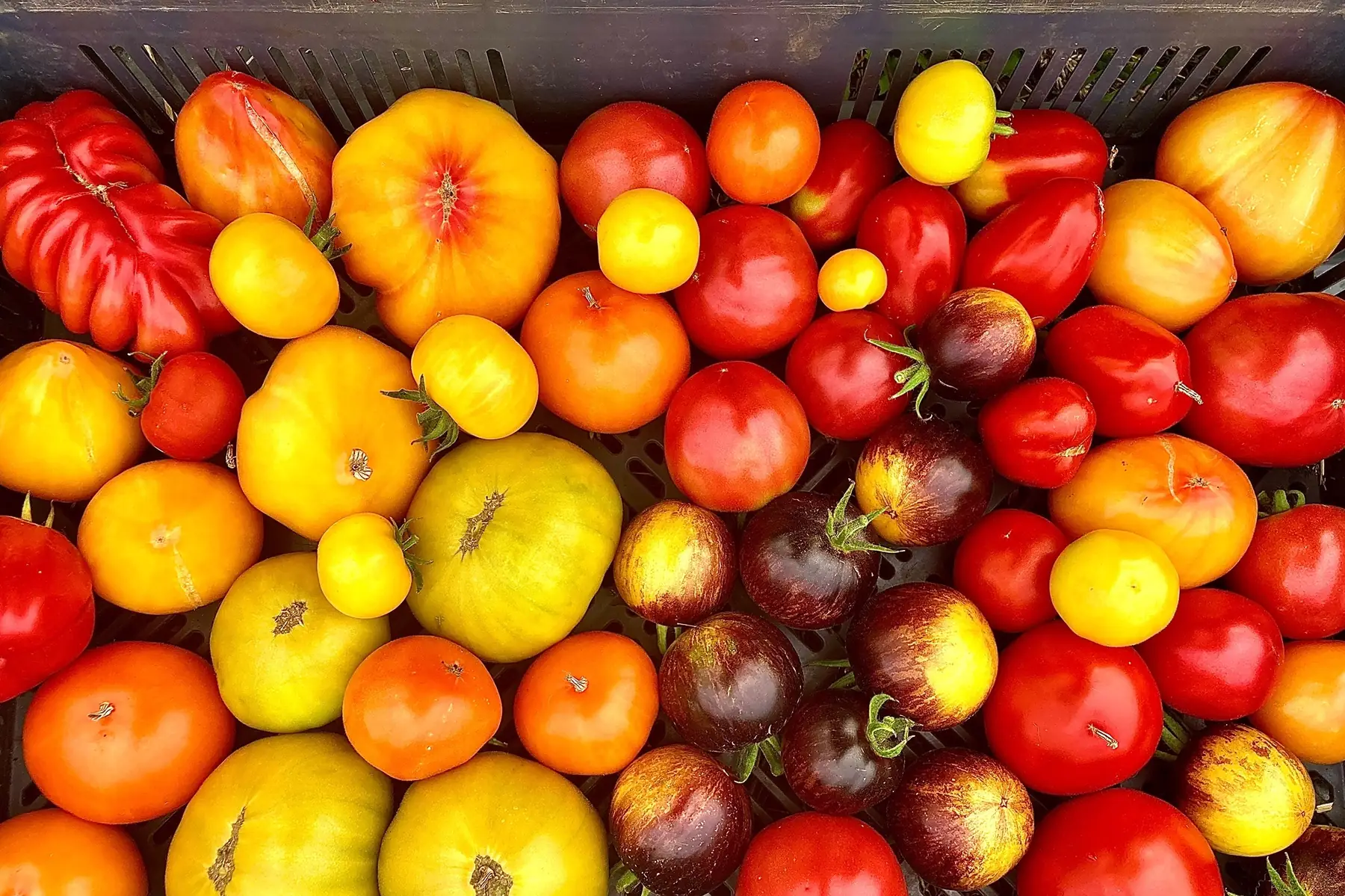 tomates anciennes