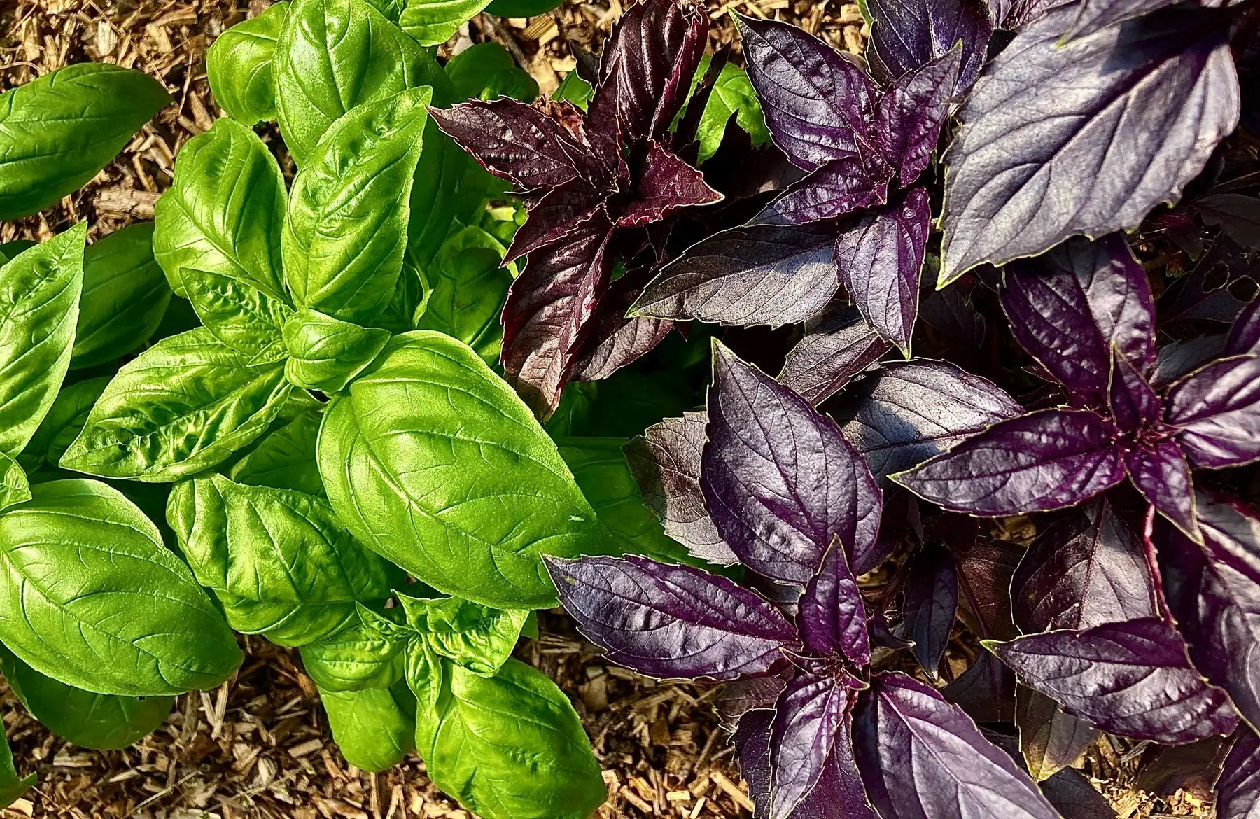 basilic mix