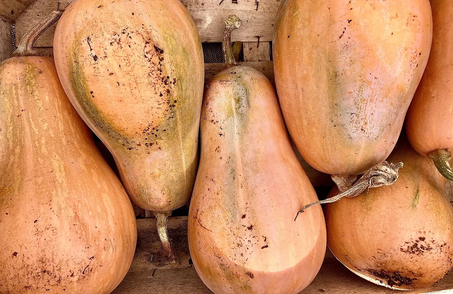 courge sucrine du berry