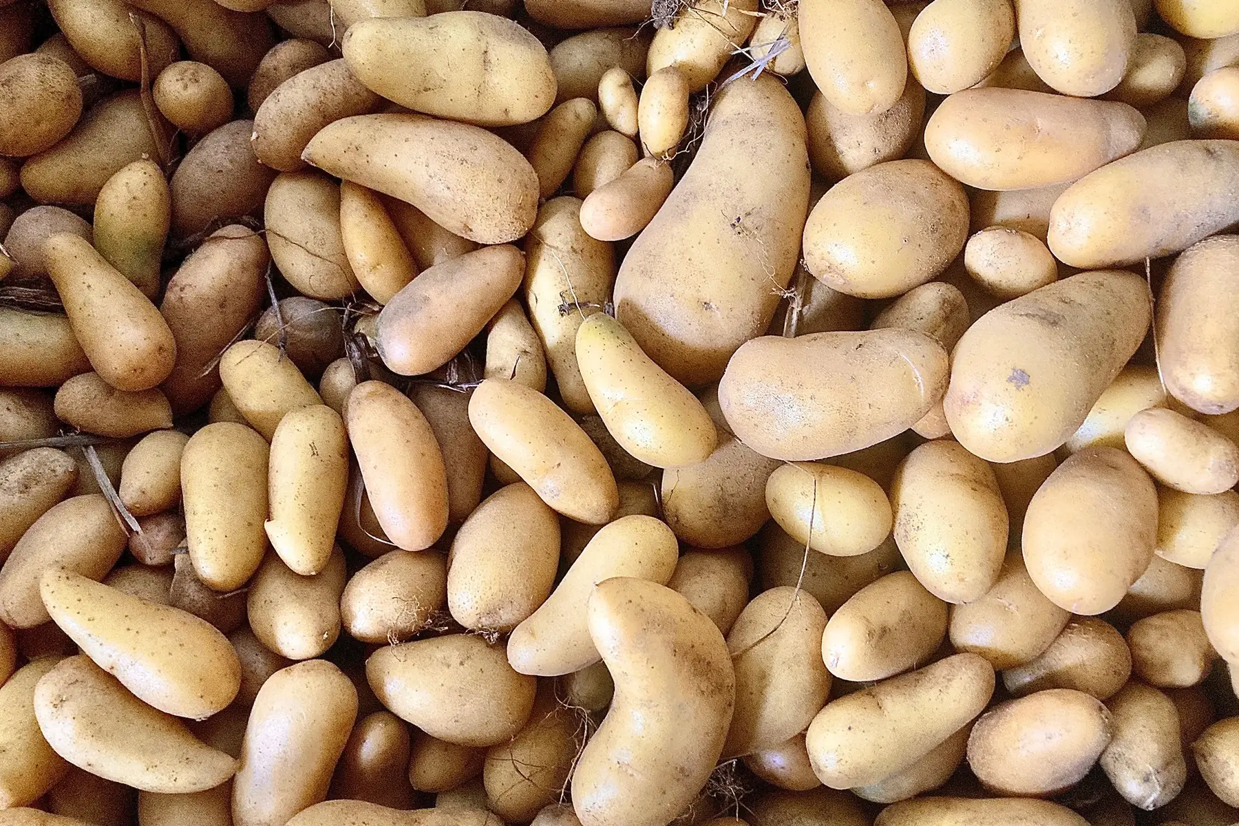 pomme de terre nouvelle
