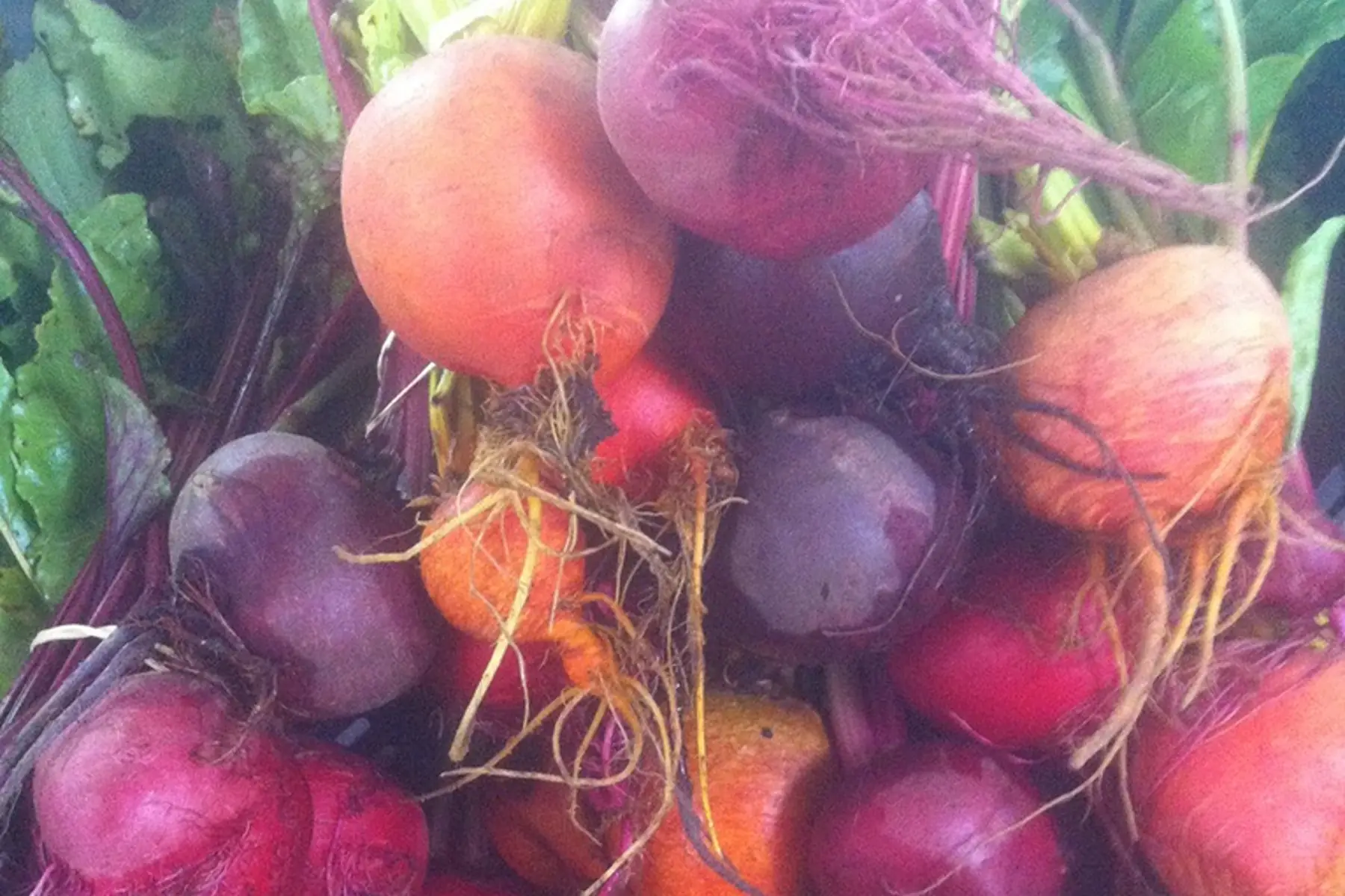 betteraves de couleur