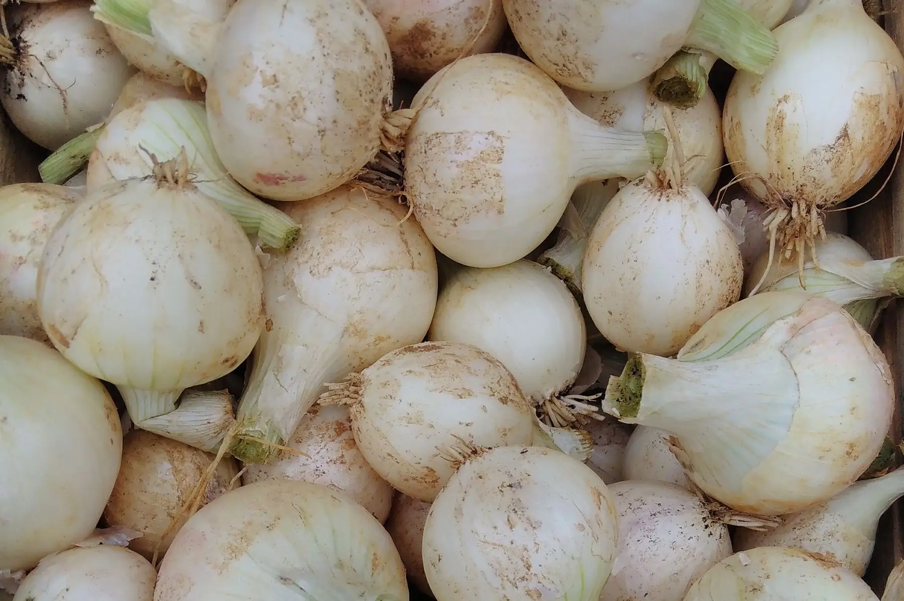 oignons blancs