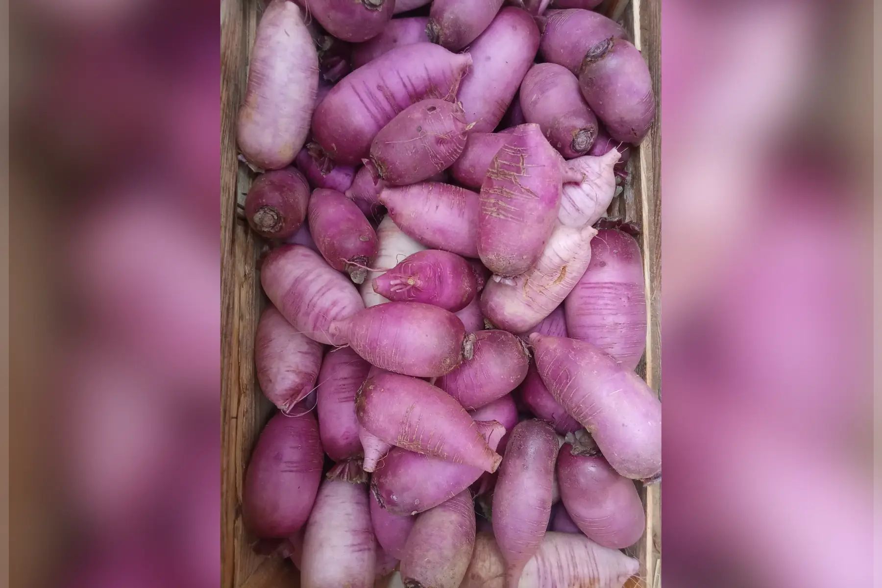 radis violet
