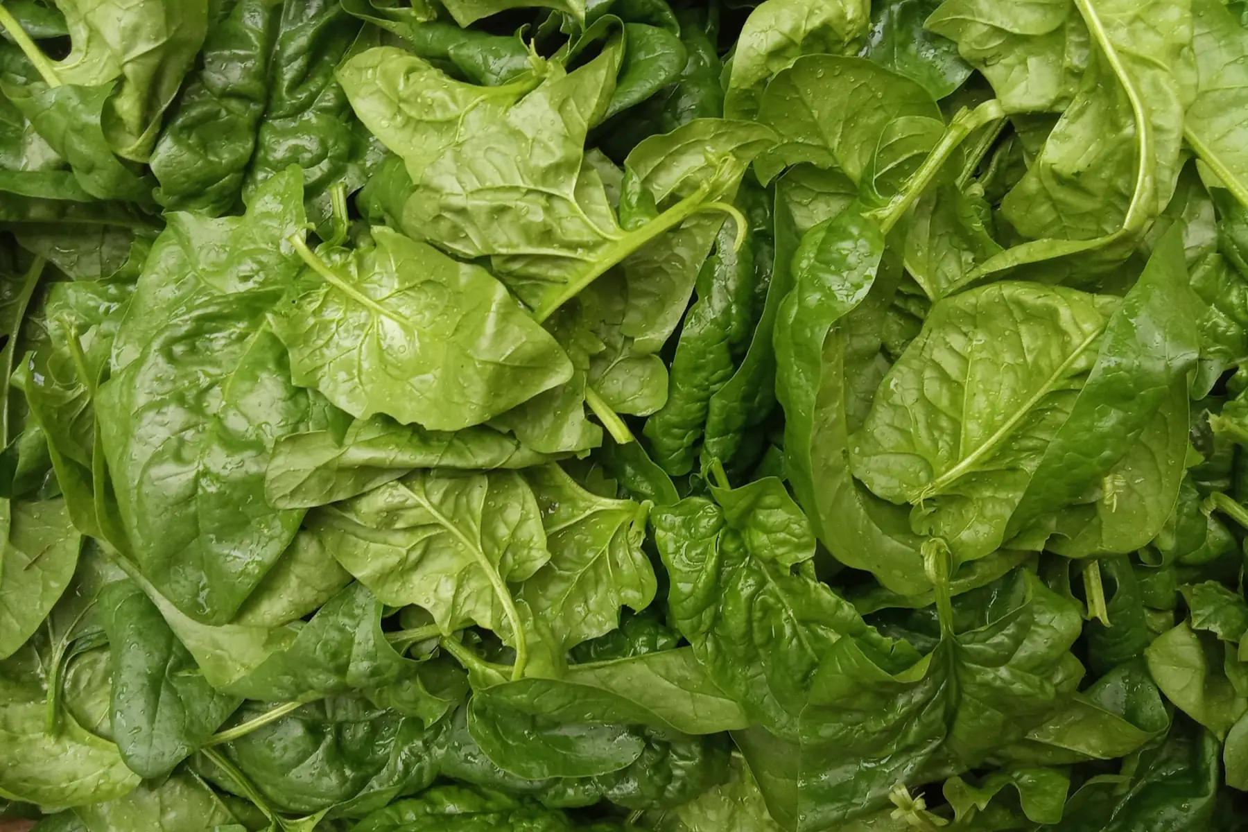Épinard