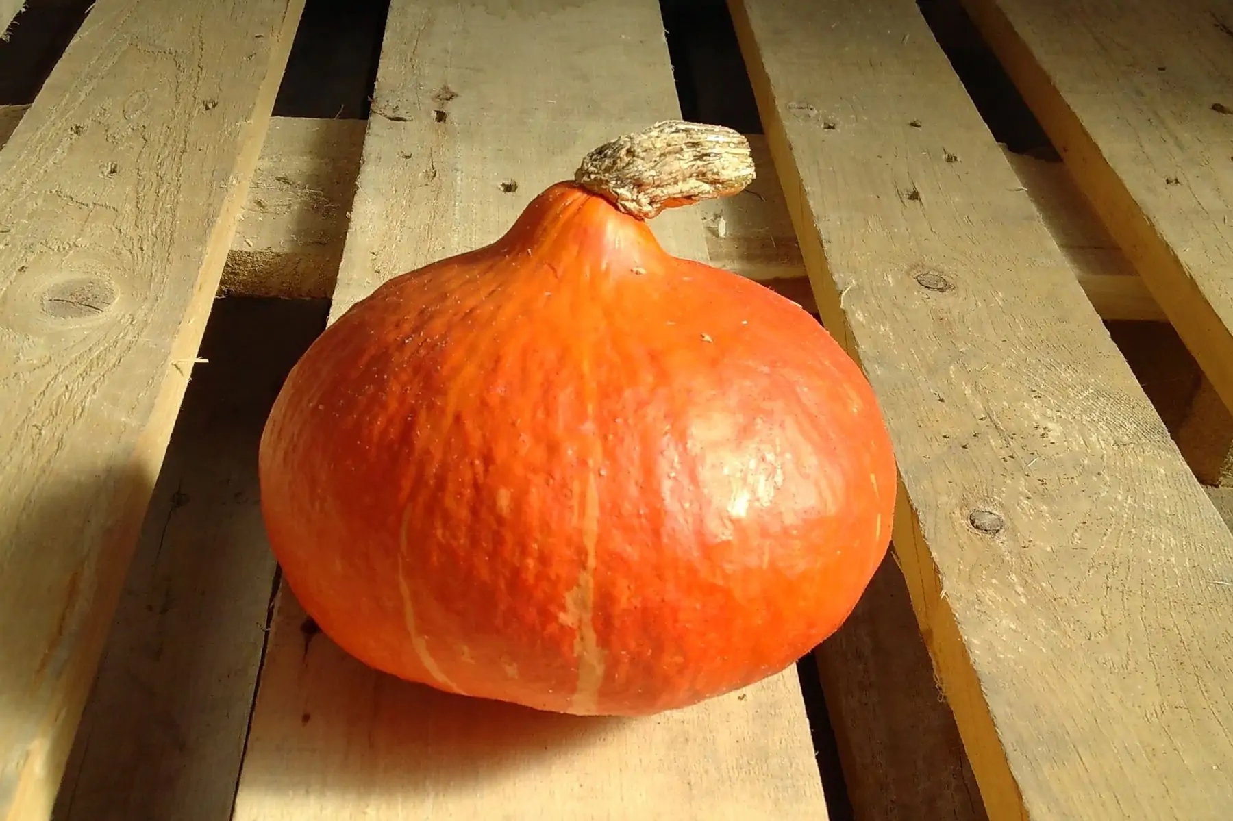 potimarron