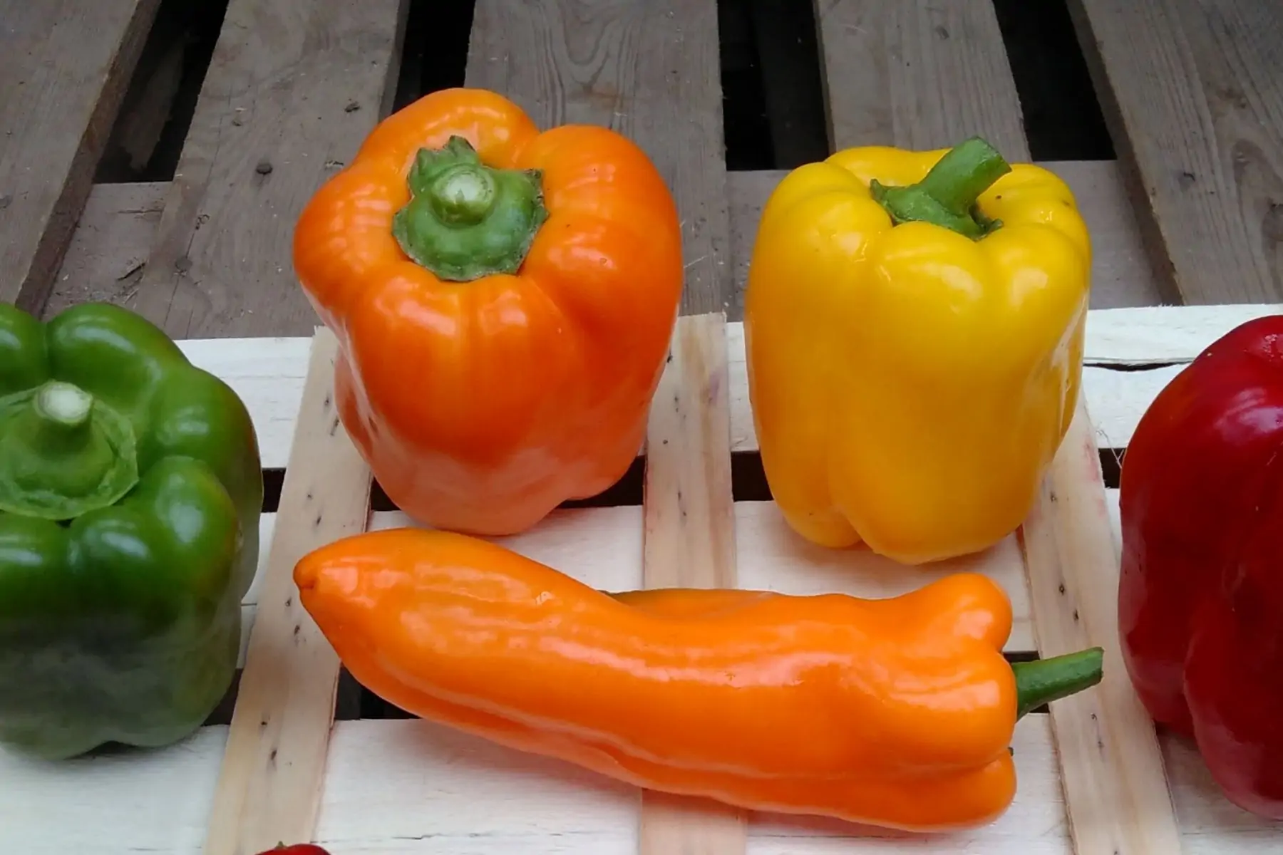 poivron "couleur"
