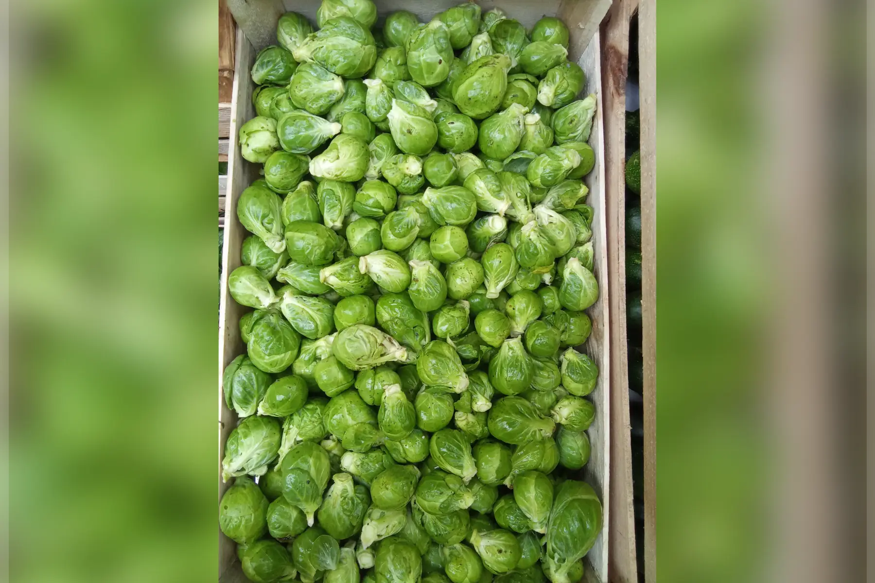 Choux de Bruxelles