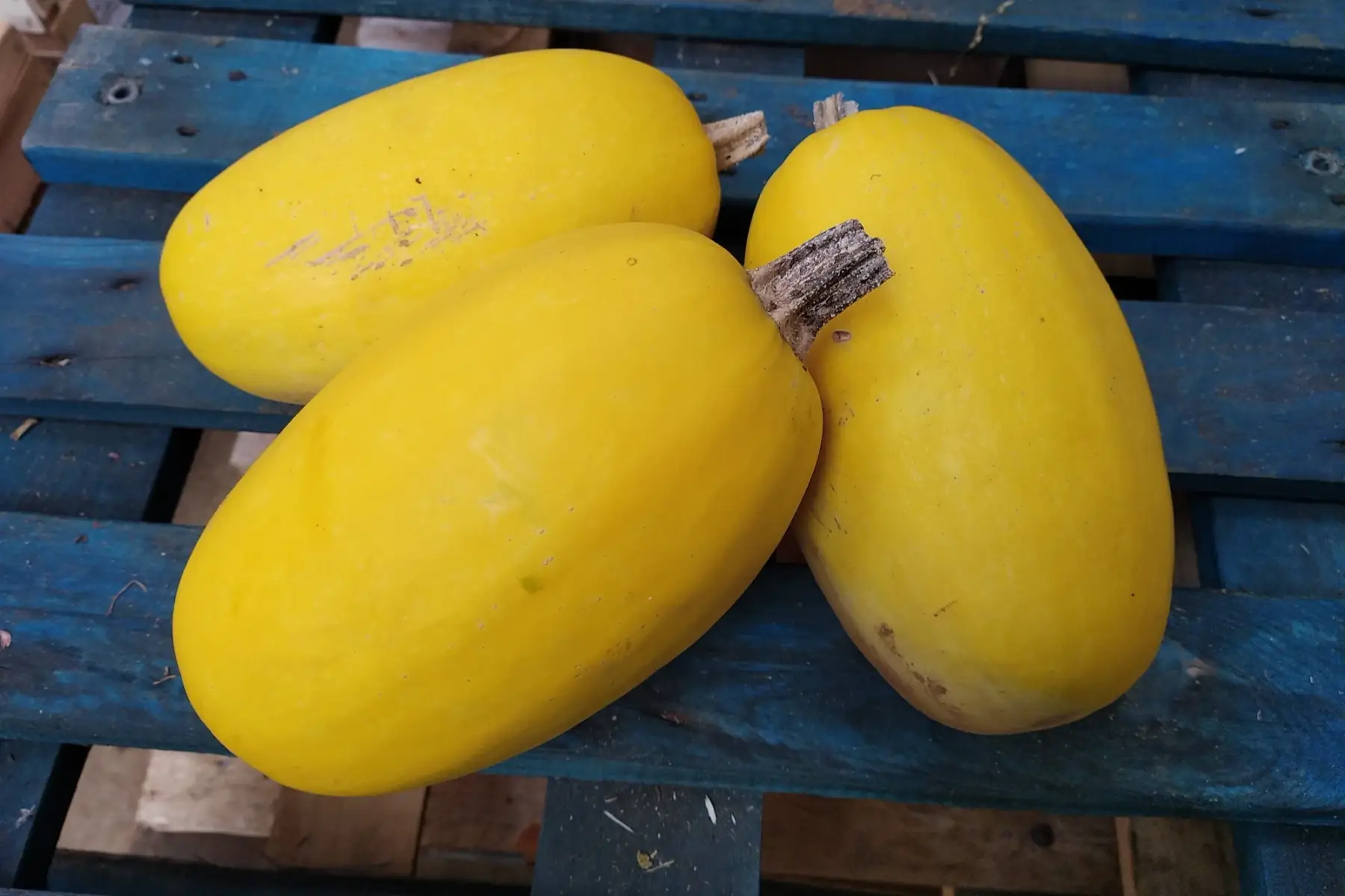 courge spaghetti