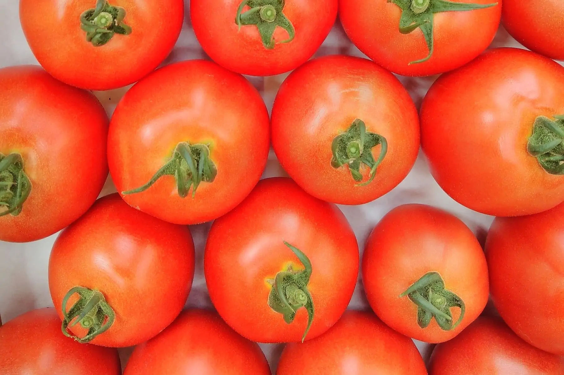 tomate rouge ronde