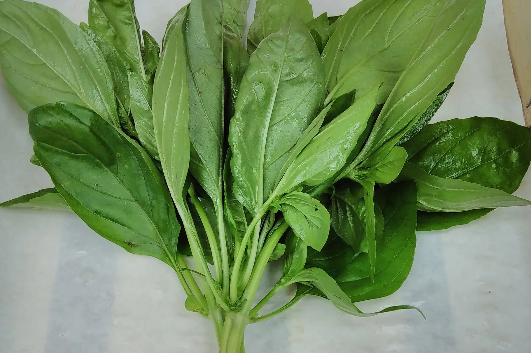 basilic