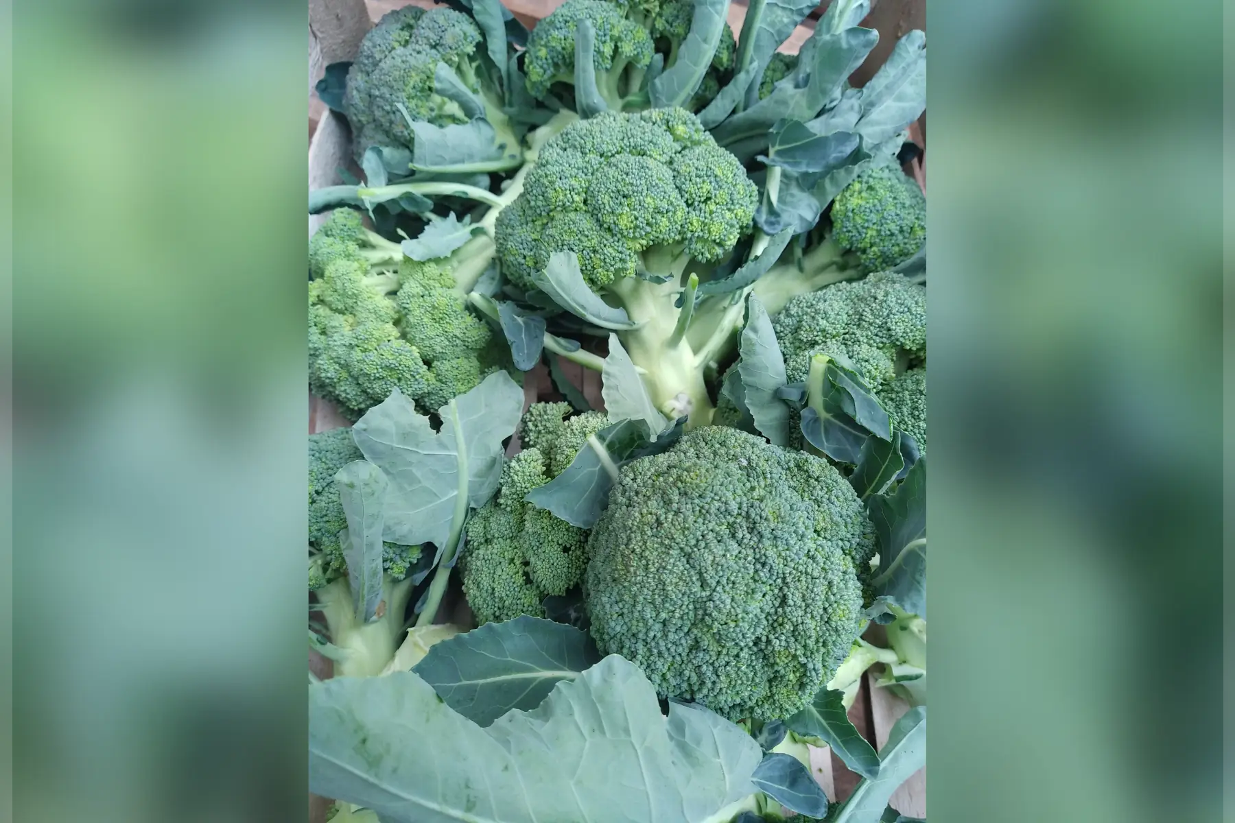 brocoli