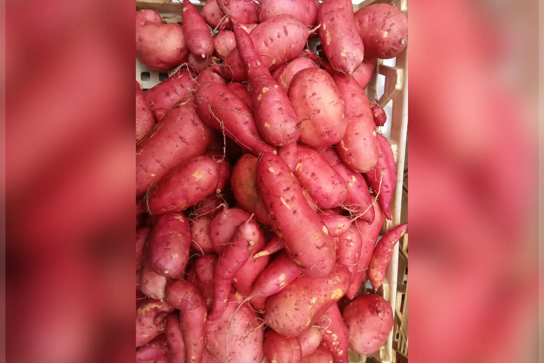 patate douce