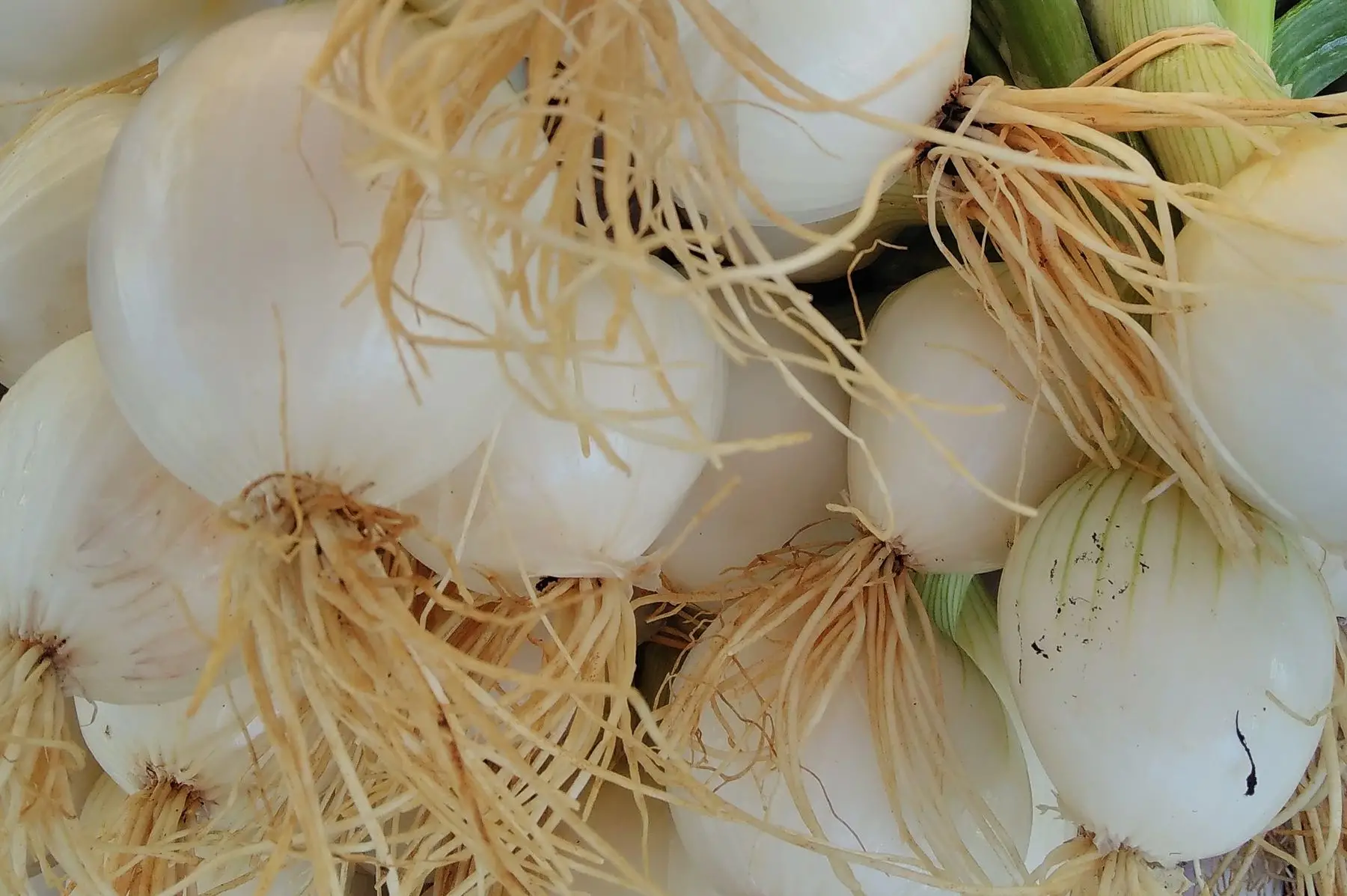 oignons blanc botte