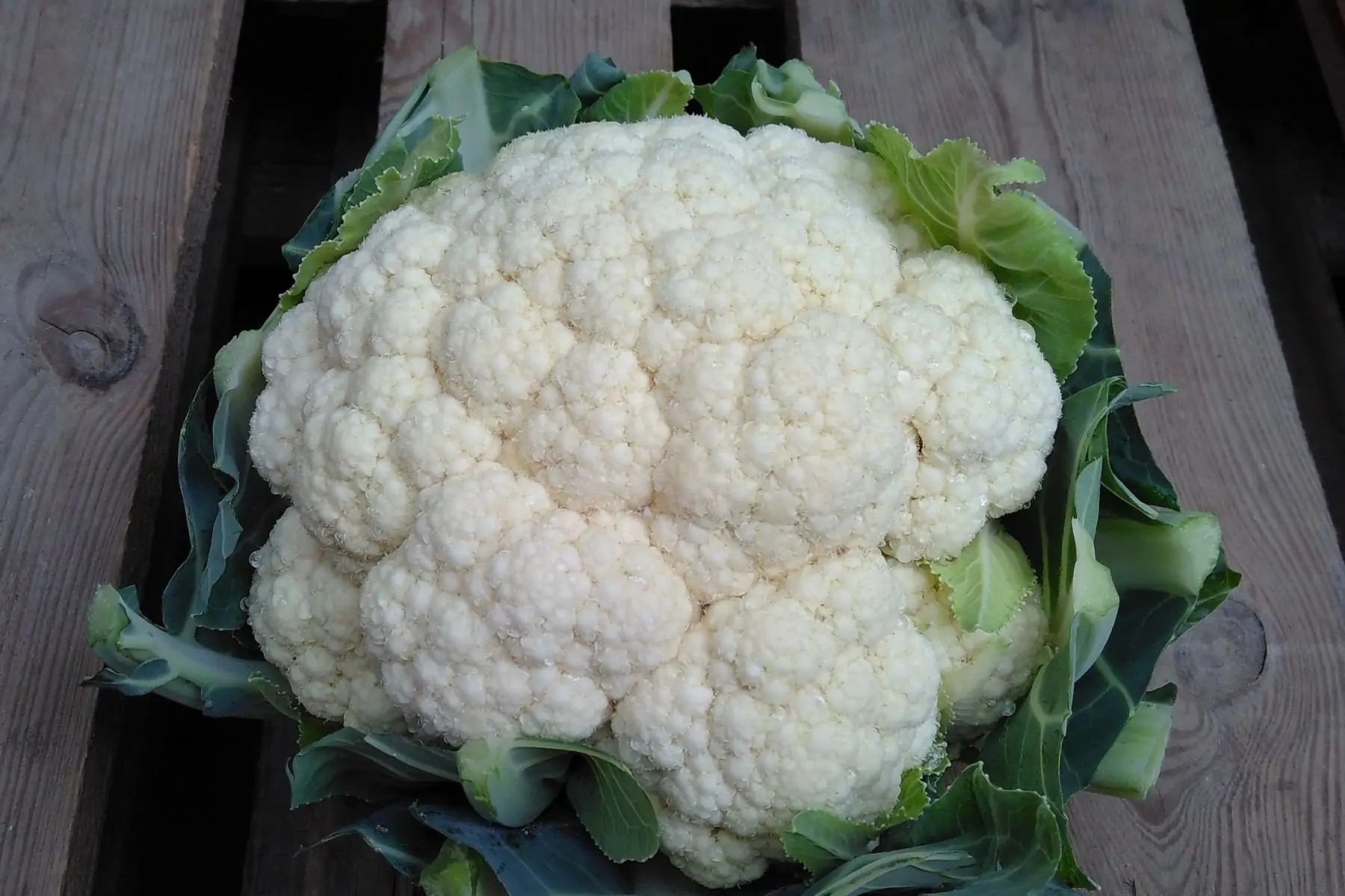 chou-fleur