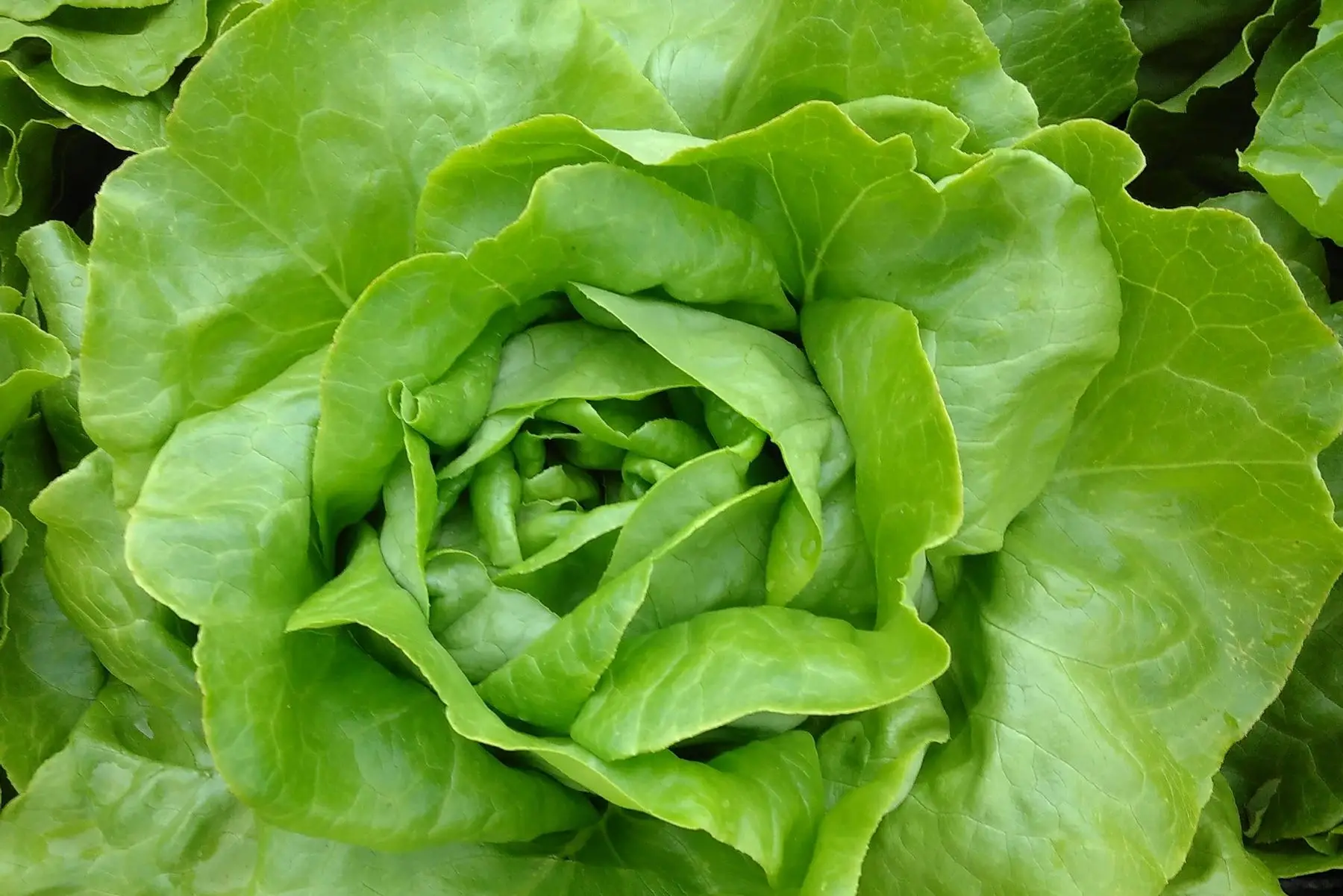 laitue verte