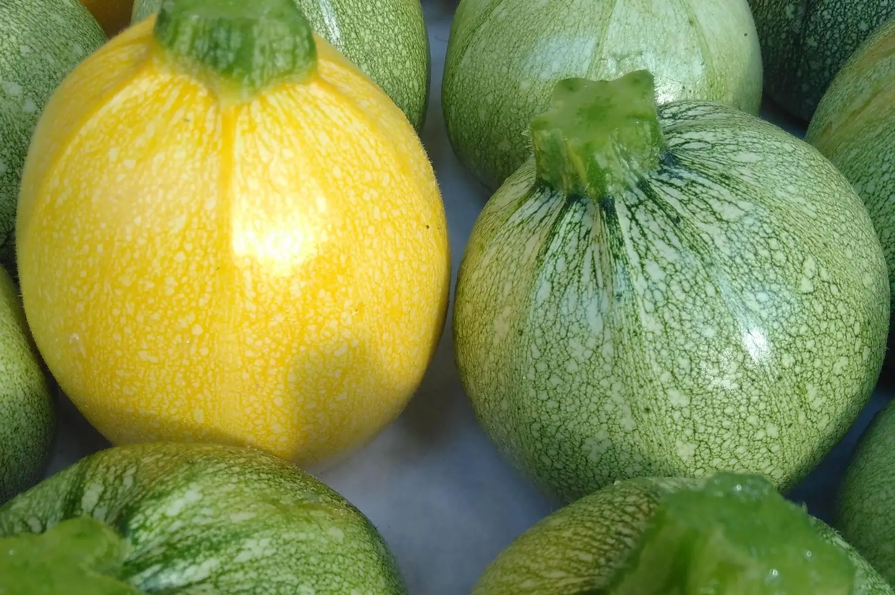 courgette ronde