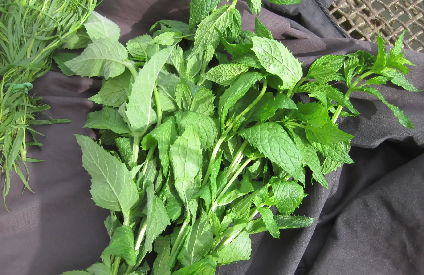 bouquet menthe